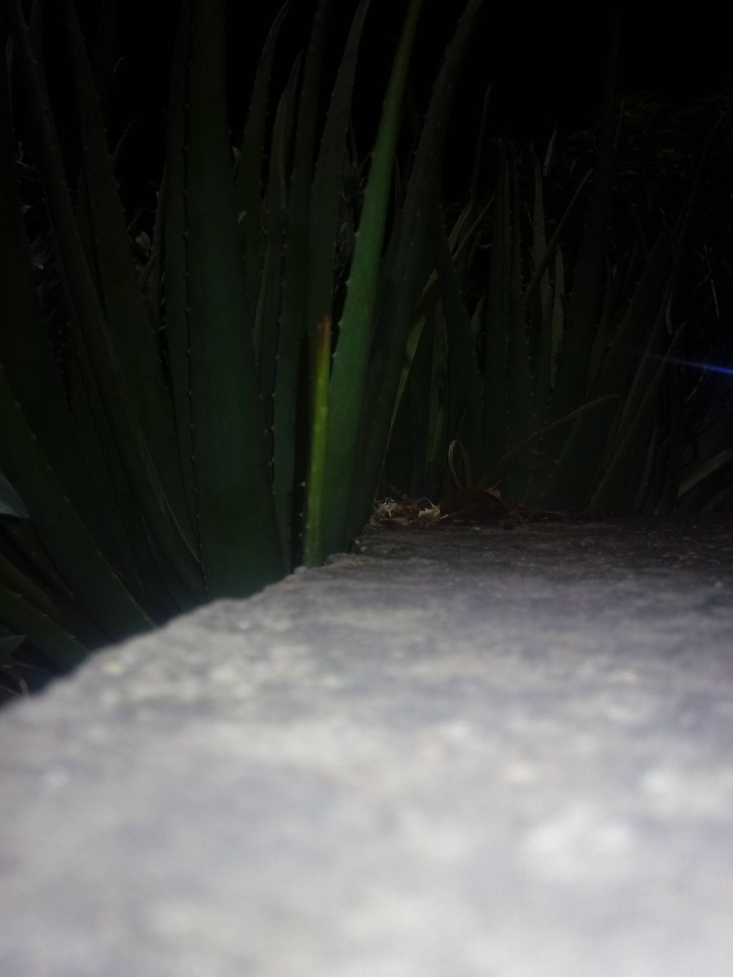 The image shows several tall, green aloe vera plants growing behind a rough, grey stone surface. The background is dark, suggesting nighttime. A few dry leaves and debris are scattered on the surface between the plants and the stone. No people are visible. The image does not provide enough information to confirm its location in Juan Griego, Venezuela.