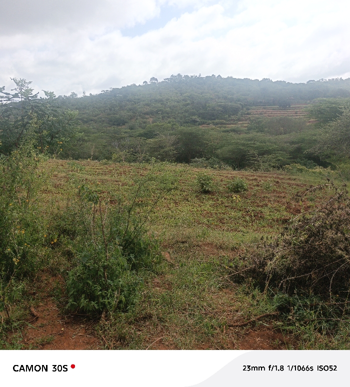 This image depicts a rural landscape in Kasunguni, Kenya, under an overcast sky. The foreground consists of reddish-brown soil with sparse green vegetation, including small bushes and scattered grass. The midground features an expanse of tilled or cultivated land, showing rows of low-lying green plants, interspersed with denser green shrubs and trees. In the background, a prominent, verdant hill or mountain rises, heavily covered with trees and showing distinct terraced sections on its slope. No individuals or man-made structures are visible. The overall scene conveys an agricultural and natural environment.