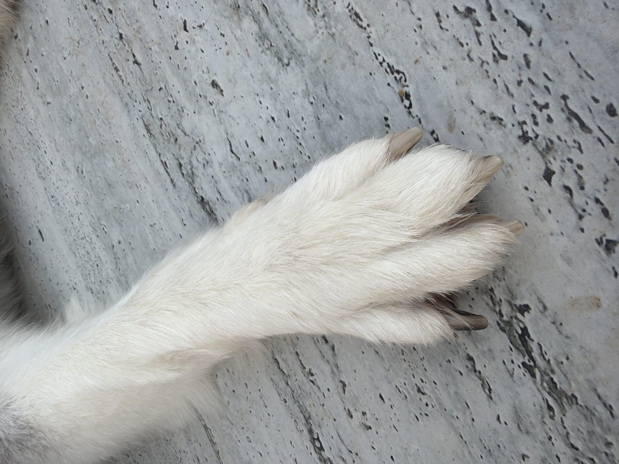 A close-up, overhead shot focuses on the fluffy white paw of a dog resting on a textured, grey surface. The paw, with its visible claws, is positioned on what appears to be a paved or tiled area with dark specks and streaks, creating a marbled effect. The fur on the paw is soft and dense, obscuring the underlying leg. The lighting suggests an outdoor setting. The image does not provide any clues about the location in Dubai, United Arab Emirates, or any actions, interactions, or people.