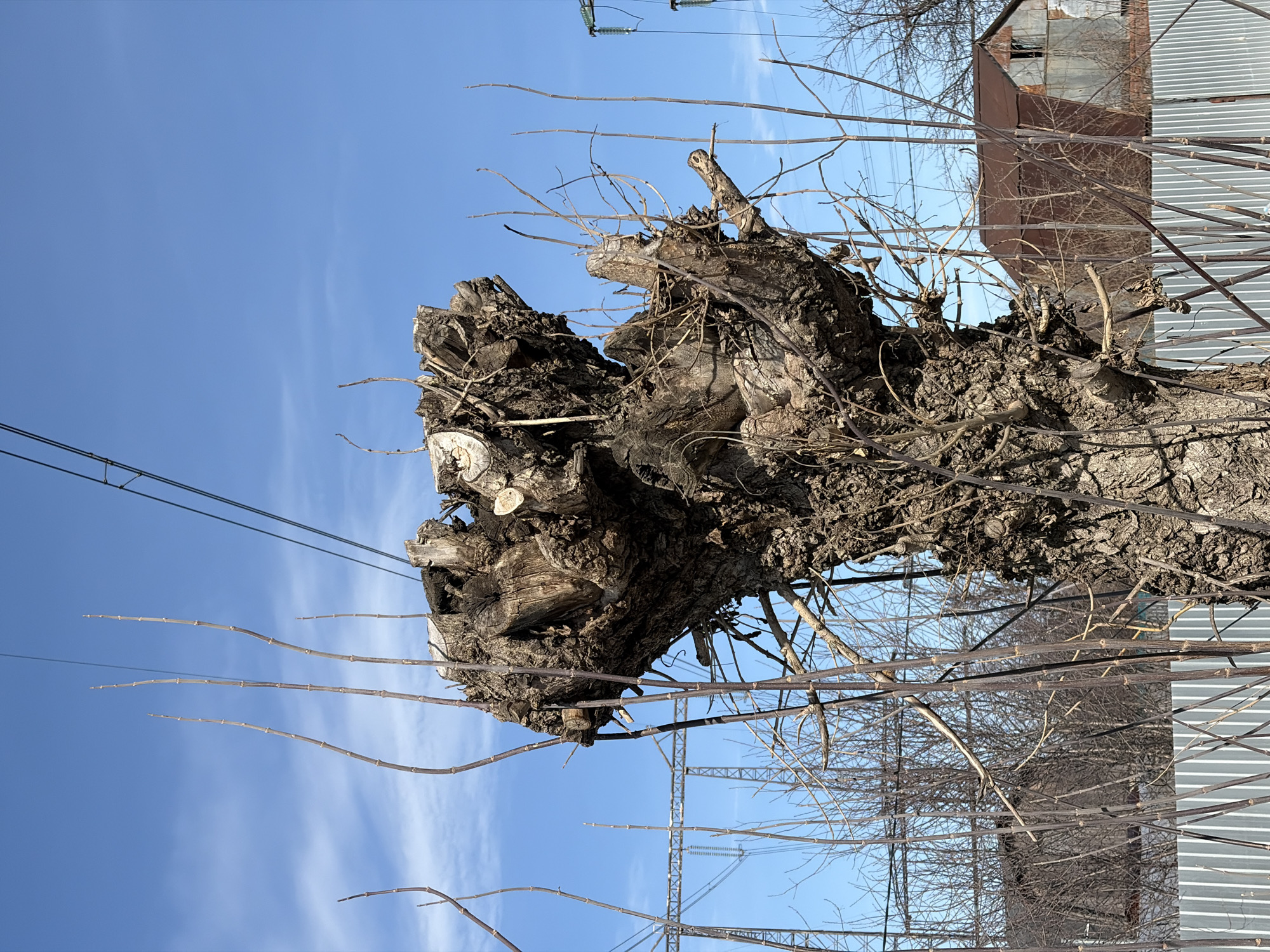 The image depicts an outdoor scene in Chaikovsky, Russia, characterized by a severely pollarded tree stump in the central foreground under a clear, bright blue sky with minimal stratocumulus clouds. The gnarled, dark brown tree stump, exhibiting a rough, heavily textured bark, shows multiple circular cut surfaces from previous pruning and numerous new, slender, vertical shoots extending upwards from its top and sides. Several dark utility wires traverse the upper frame diagonally.
In the mid-ground, a light-grey corrugated metal fence runs horizontally, partially obscured by numerous bare, slender branches of other deciduous trees. To the left background, the metallic lattice structure of a large utility tower is visible through the bare branches. To the right background, beyond the fence and bare branches, a small, weathered outbuilding or shed is present, featuring a rusty, reddish-brown corrugated metal gable roof and galvanized sheet metal walls. A dark, open rectangular aperture, possibly a window, is visible on the building's gable end. The overall environment suggests an urban or semi-urban area during a dormant season, likely late winter or early spring. No individuals or explicit actions are discernible.