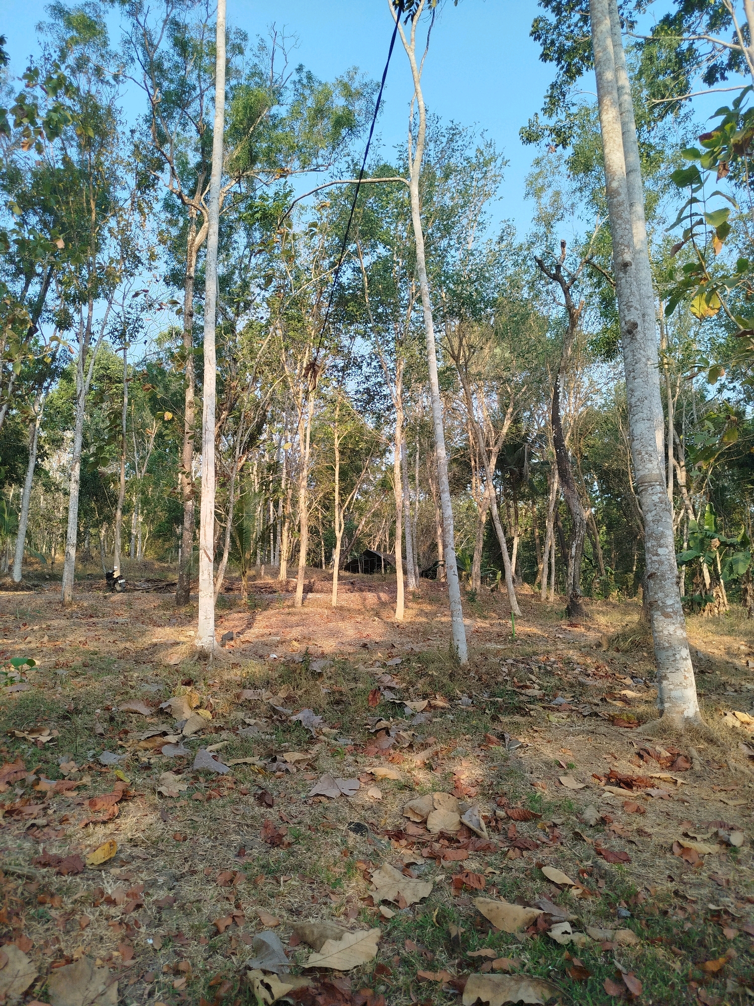 The image depicts a grove of tall, slender trees with thin trunks, many of which are light-colored. The ground is covered with dry, fallen leaves and sparse grass, indicating a potentially dry season. The sunlight filters through the canopy, casting dappled shadows. In the background, there is a small, dark, wooden structure, possibly a shed or hut. There is also a dark-colored motorcycle parked on the left side of the image. The scene appears to be in a rural or natural setting, consistent with the outskirts of Kedungwaru, Indonesia, where such vegetation and structures are common. The sky is clear and blue.