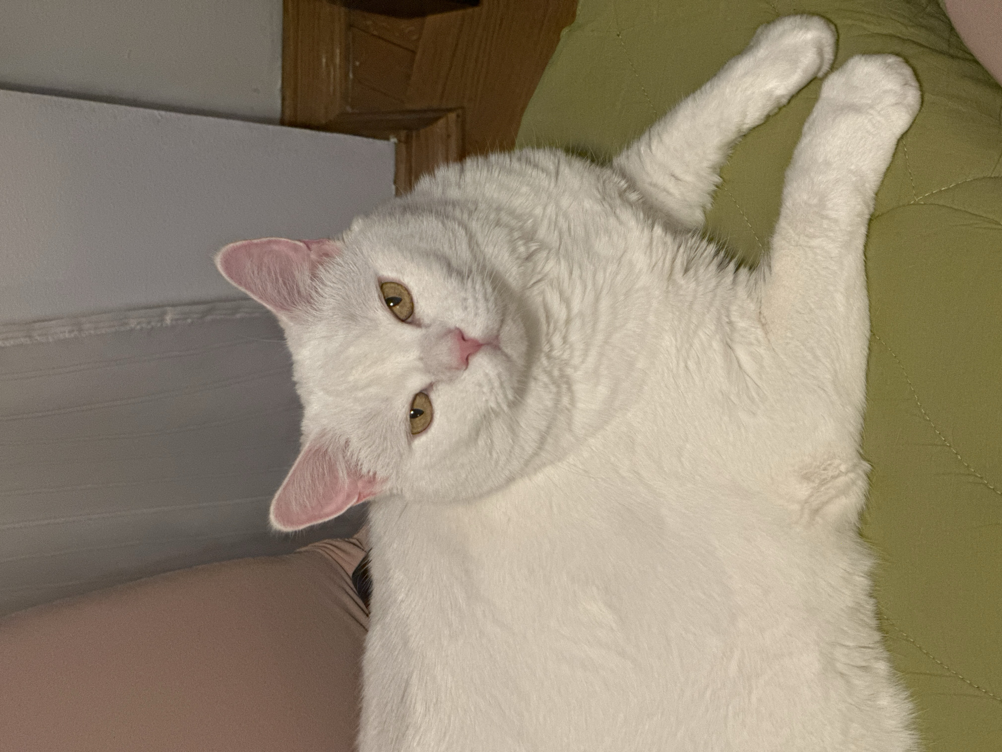 A white cat with light brown eyes lies on a light green quilted surface, possibly a blanket or cushion. The cat is positioned towards the left of the frame, with its head tilted to face the camera. Its front legs are extended above its head. The background includes a light grey wall and a wooden furniture piece. The photo's location is undetermined, as there is no indication of the city Novi Sad, Serbia in the image.