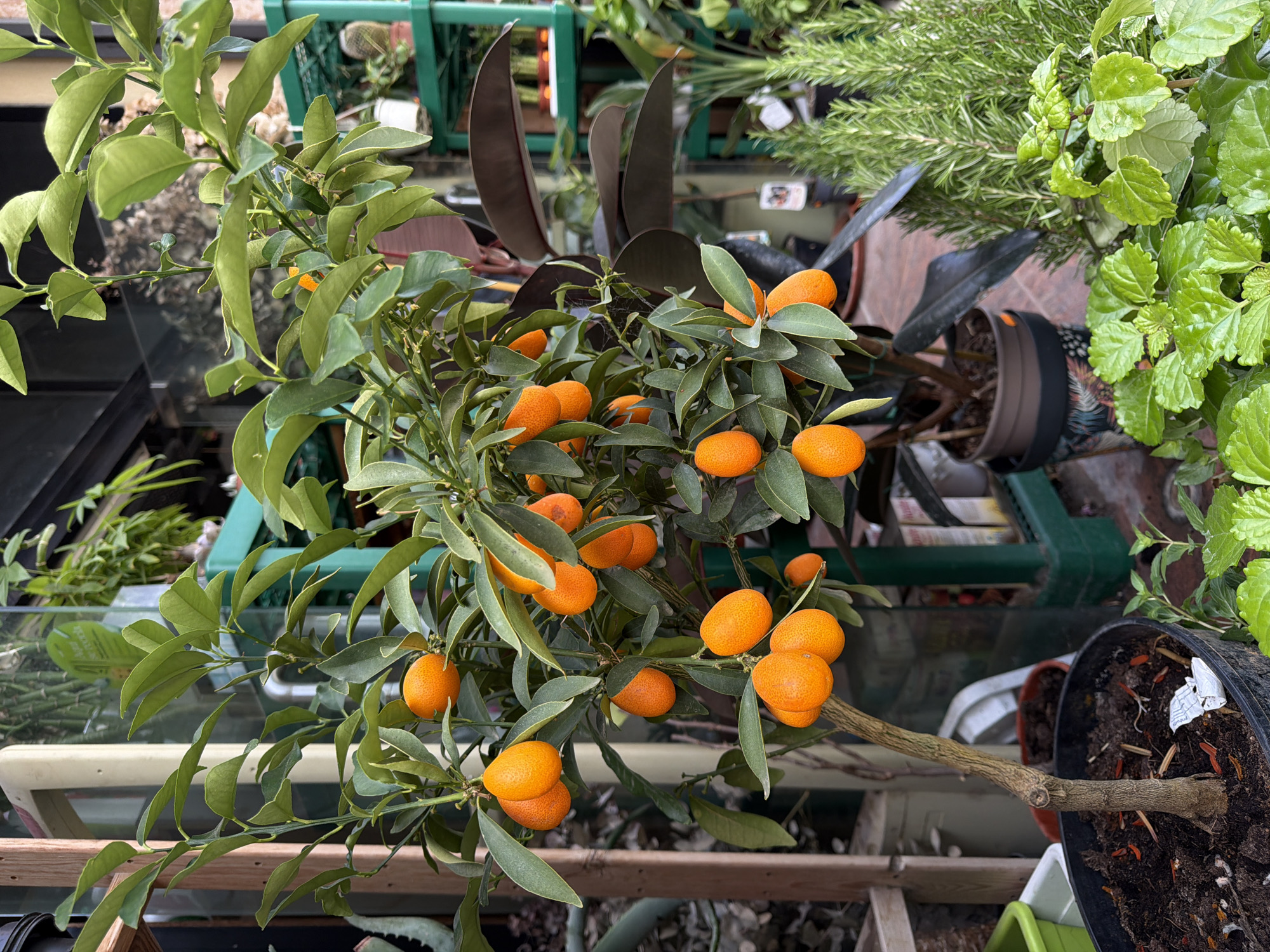 An outdoor, eye-level, medium shot captures a potted kumquat tree laden with ripe, orange fruit. The tree, with its vibrant green leaves and gnarled branches, is the central focus. The kumquats are clustered in various locations on the tree, some hanging individually, others in small groups. The pot is black plastic, filled with dark soil, and appears to be on a tiled surface. Surrounding the kumquat tree are other plants, including a bushy rosemary plant with fine green needles and a low-lying plant with bright green, textured leaves in the foreground. In the background, shelves filled with more plants are visible, along with wooden structures and a hint of urban scenery, suggesting a nursery or garden center. The lighting is natural, creating soft shadows and highlighting the rich colors of the fruit and foliage.