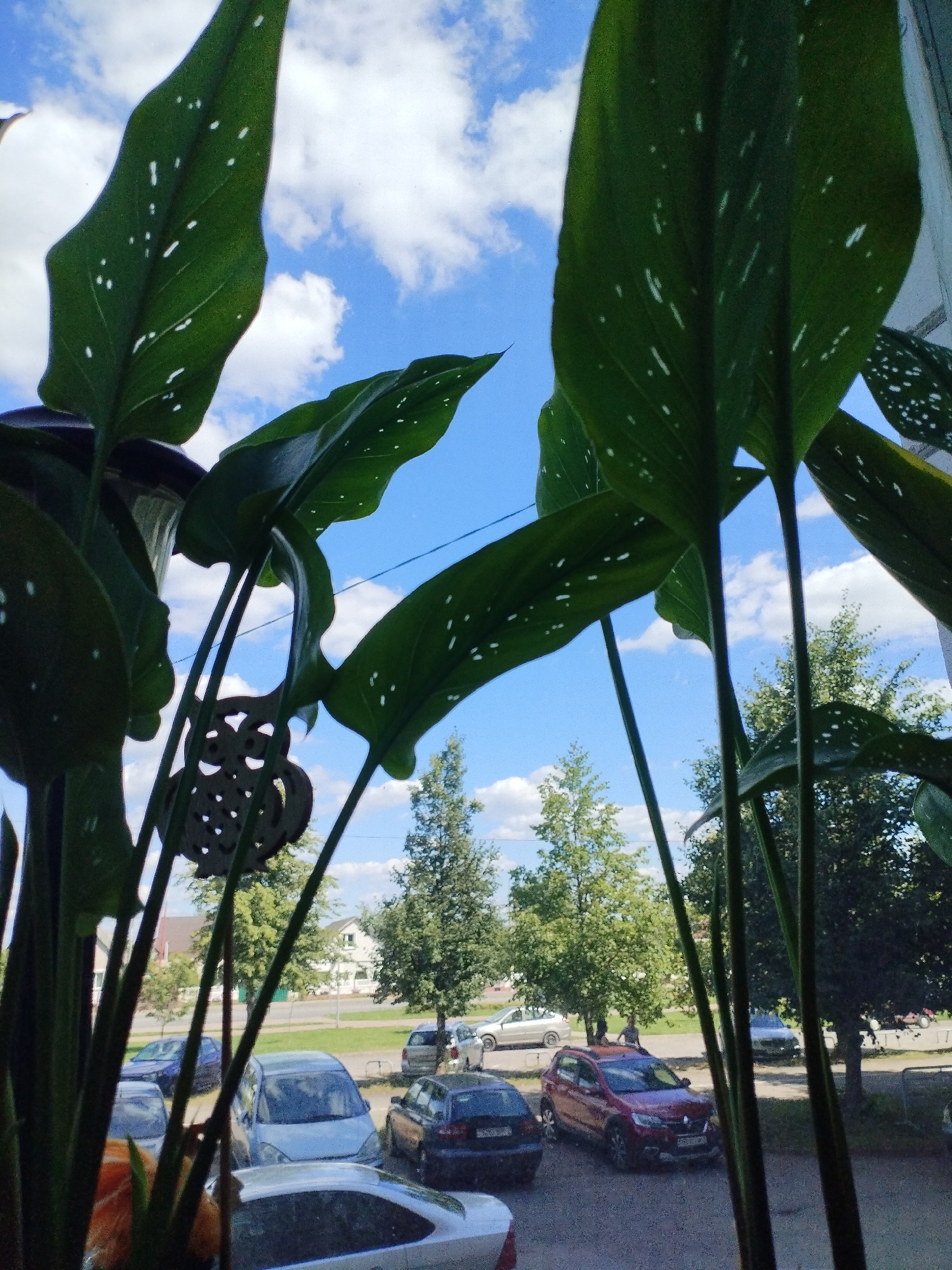 This is a close-up, low-angle shot from inside a building, looking out through large, dark green leaves with white speckles. The leaves dominate the foreground, obscuring much of the view. Beyond the leaves, the scene opens to a bright blue sky with scattered white clouds.
In the mid-ground, there is a parking area with several cars. The cars visible include a red SUV, a dark sedan, a silver hatchback, a blue sedan, and parts of other vehicles. Behind the parking area, there are trees, some of which are quite tall and leafy. Beyond the trees, residential buildings and a street are visible.
A decorative, dark-colored object with a circular, cutout design is hanging among the leaves in the middle ground.
The overall impression is of looking out from an indoor plant towards an outdoor, suburban environment on a sunny day. The location is identified as Polatsk, Belarus.