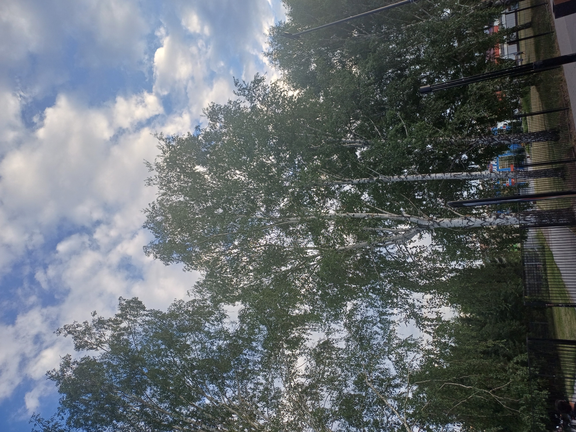 The image depicts a view of birch trees with green foliage against a partly cloudy blue sky. In the background, a black metal fence encloses an area with a paved pathway and grass. Beyond the fence, a building with colorful signage is visible, possibly indicating a commercial establishment. The scene is likely an outdoor public space within the city of Novosibirsk, Russia, given the birch trees common in the region and the architectural style of the visible building. The lighting suggests it might be late afternoon or early evening. No specific actions or interactions are discernible, and there are no prominent individuals captured in the frame. The overall impression is of a serene, urban landscape.