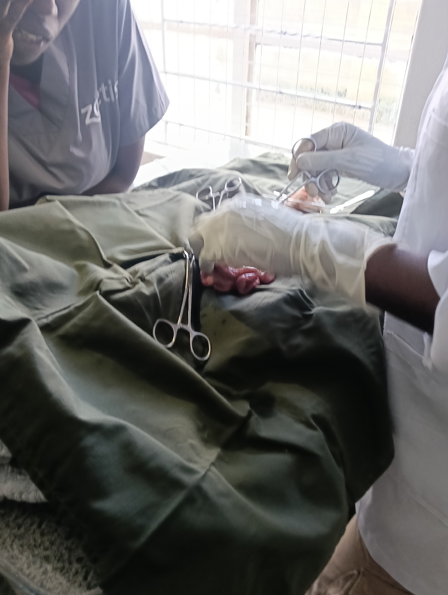The image depicts an indoor medical or laboratory setting, consistent with a veterinary or animal health facility in Nairobi, Kenya. Two individuals are partially visible. On the left, a person wearing a grey shirt with a "Zoetis" logo observes the scene. On the right, an individual wearing a white lab coat over a tan garment has a gloved hand actively engaged in a procedure. This gloved hand is manipulating a small, reddish-pink tissue sample with a silver surgical instrument, likely a clamp or forceps, positioned above a clear rectangular tray. Another silver hemostat or clamp lies open on a dark green surgical drape that covers the working surface. The background features a window with white security grates, providing natural light and revealing an indistinct outdoor view. A dark, textured surface is visible in the lower left foreground.