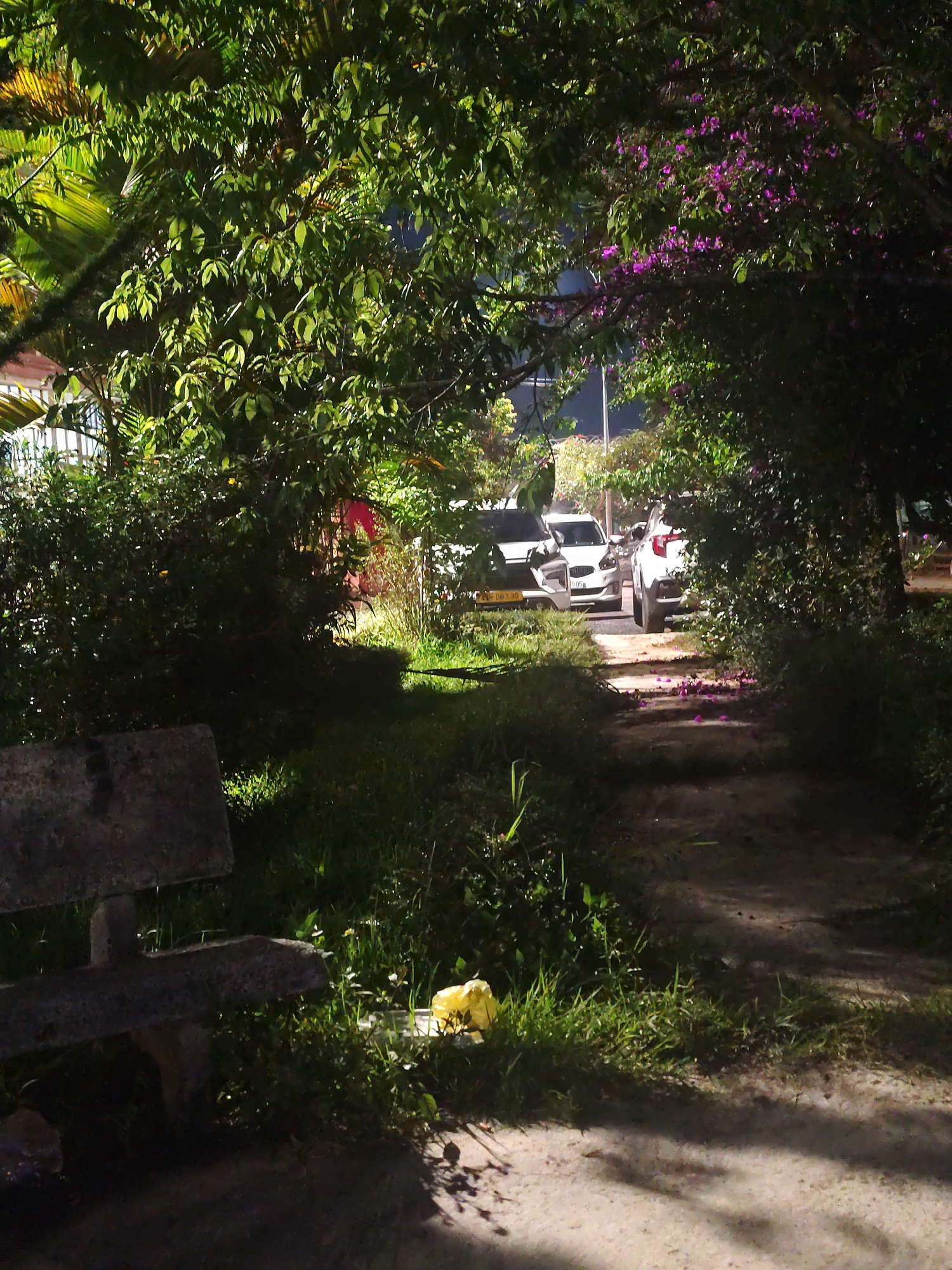 The image depicts a nighttime scene along a verdant pathway, likely in a park or garden setting, in Da Lat, Vietnam. In the lower left foreground, a weathered, grey concrete park bench is partially visible, surrounded by dark grass. A crumpled yellow plastic bag or wrapper lies on the grass to the right of the bench.
A narrow, unpaved path, possibly dirt or gravel, extends from the bottom center into the distance, bordered by lush green foliage. This path leads towards an opening framed by dense trees and bushes, which create a natural, shadowy archway overhead and along the sides. Vibrant purple flowers, possibly bougainvillea, are visible blooming within the dark canopy on the right and are scattered as petals on the path further down.
Beyond the foliage archway, several white cars are parked or driving slowly on what appears to be a brightly illuminated road or parking area. The artificial light from this area casts a glow onto the path and surrounding greenery. No people are visible, suggesting a quiet moment. Partial text on a white car's license plate reads "H-083.30" with "D.05" below it, and another plate displays "B.1.00". The overall atmosphere is tranquil and dimly lit, emphasizing the natural elements contrasted with the distant artificial lights and vehicles.