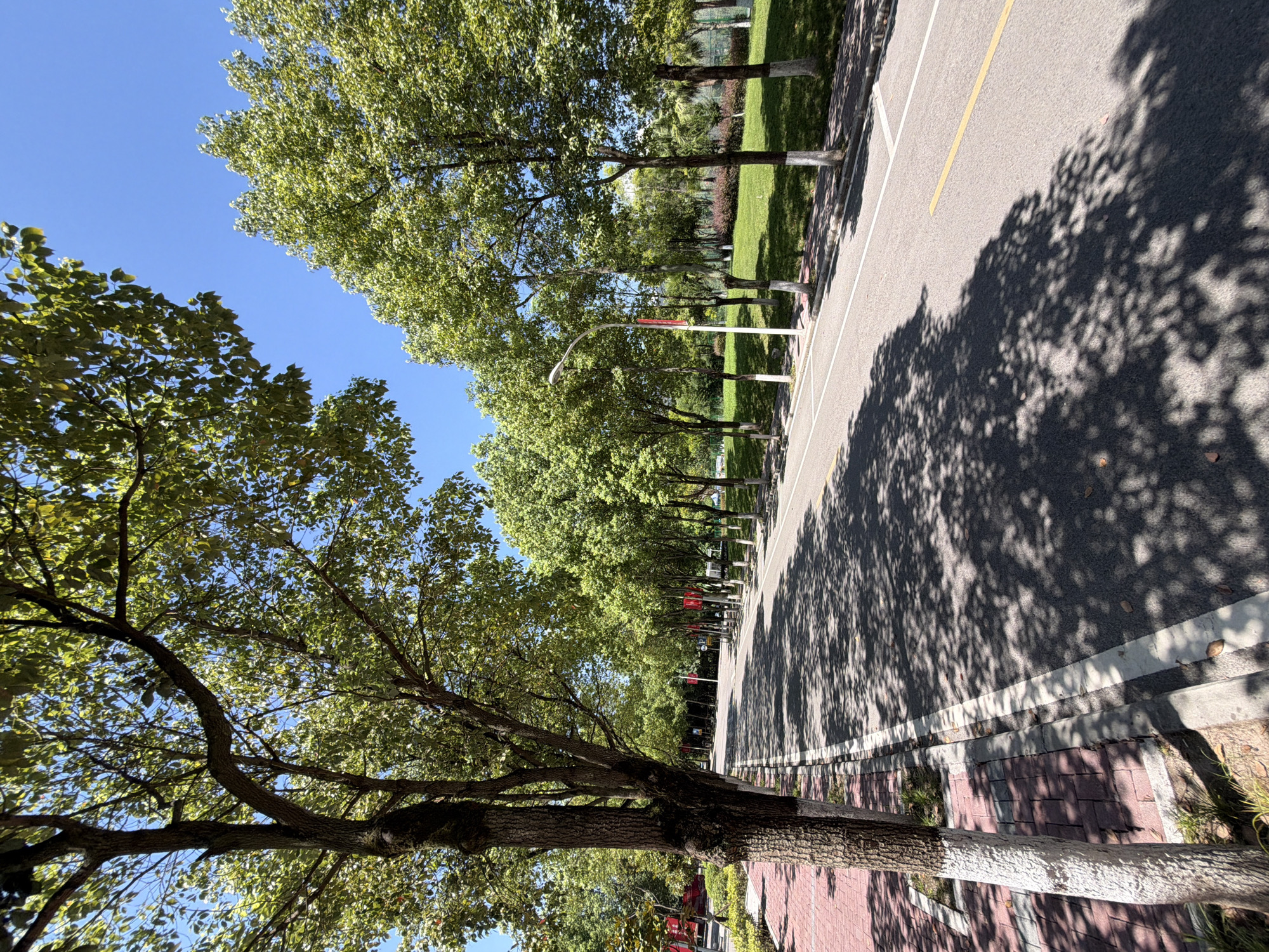 A tree-lined asphalt road runs through a park or campus area in Jiangjin, China. The road has a yellow line dividing lanes, and white lines marking the shoulder. On the left side of the road is a brick sidewalk with grass patches and trees. On the right side of the road, there is a well-maintained grassy area with more trees and a lamppost. The trees are leafy and green, casting dappled shadows on the road and sidewalk. The sky is a clear blue. There are no people visible in the image.