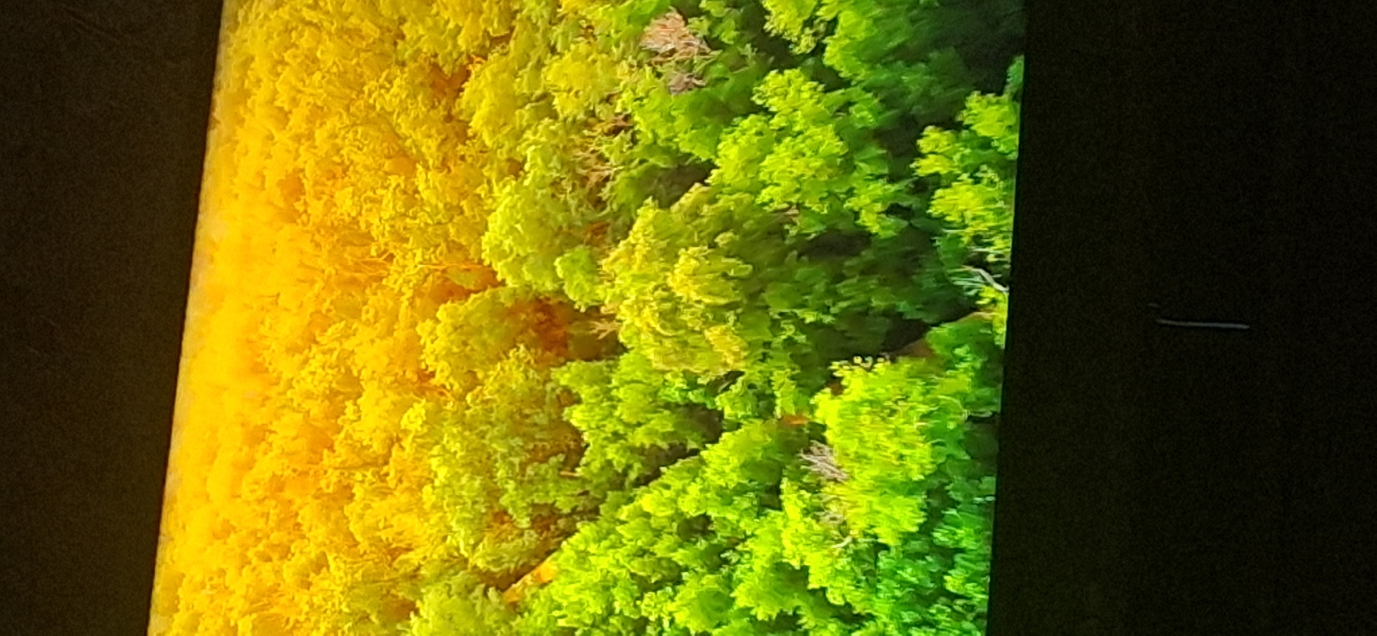 The image shows a dense forest canopy viewed from above. The foliage is predominantly a vibrant green, with areas transitioning to yellow and orange, suggesting either a sunset or a different type of vegetation. The overall impression is of a lush, sun-drenched forest. There are no visible people, man-made structures, or specific landmarks that would allow for the identification of a location within Bila Tserkva, Ukraine, or any other city. The image appears to be a close-up of trees and leaves.