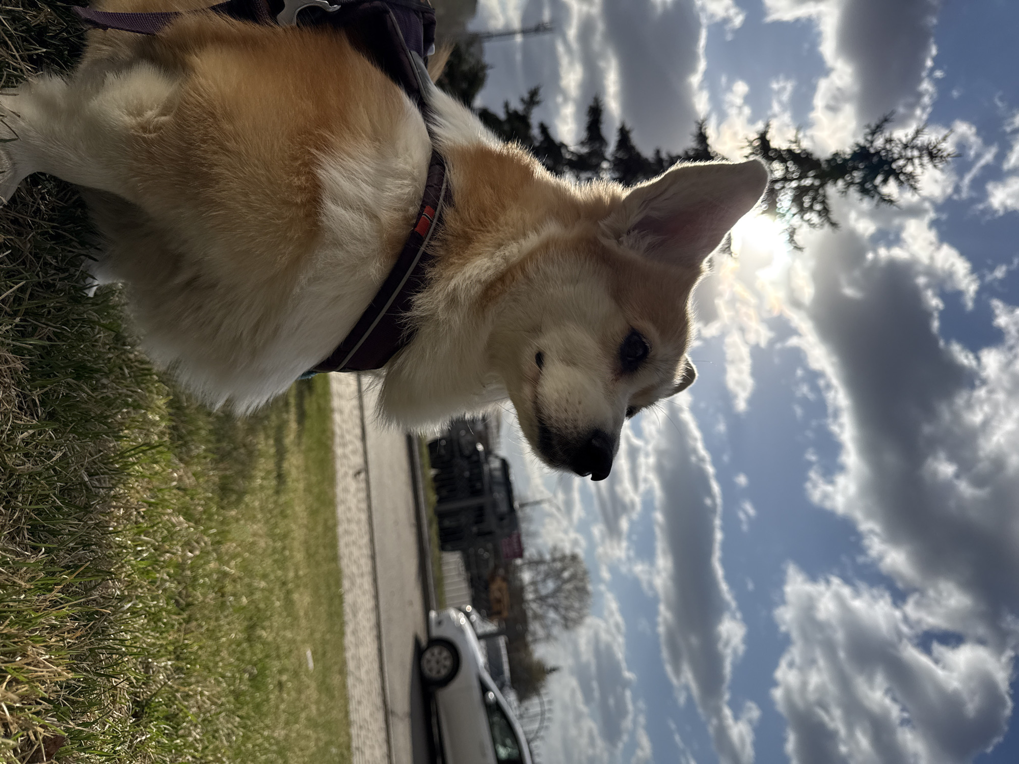 A medium-shot photograph depicts a tan and white corgi wearing a harness standing on green grass, with a sidewalk and street in the background. Beyond the street, there's a white car, and a row of buildings are partially visible. The sky is filled with clouds, and sunlight peeks through the branches of a tree. This photo was taken in Krasnoyarsk, Russia.