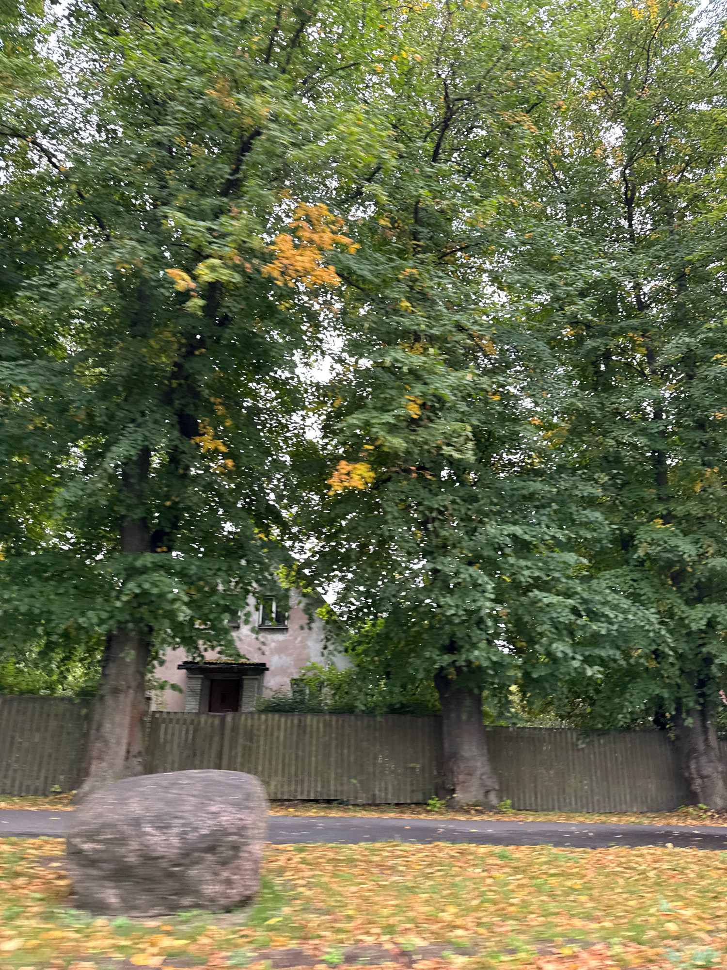 The image captures a blurred street scene in Tallinn, Estonia, during autumn. Dominating the foreground is a large, weathered boulder, out of focus due to motion blur. To the right of the boulder, a paved pathway is visible, bordered by a grass area scattered with fallen yellow and orange leaves. Beyond the pathway, a weathered wooden fence runs horizontally across the frame, partially obscuring a light-colored building with a dark-shingled roof and a covered entrance. Several large trees with dense green foliage, interspersed with patches of yellowing leaves, stand behind the fence, their branches reaching towards the overcast sky. The motion blur suggests the photo was taken from a moving vehicle.