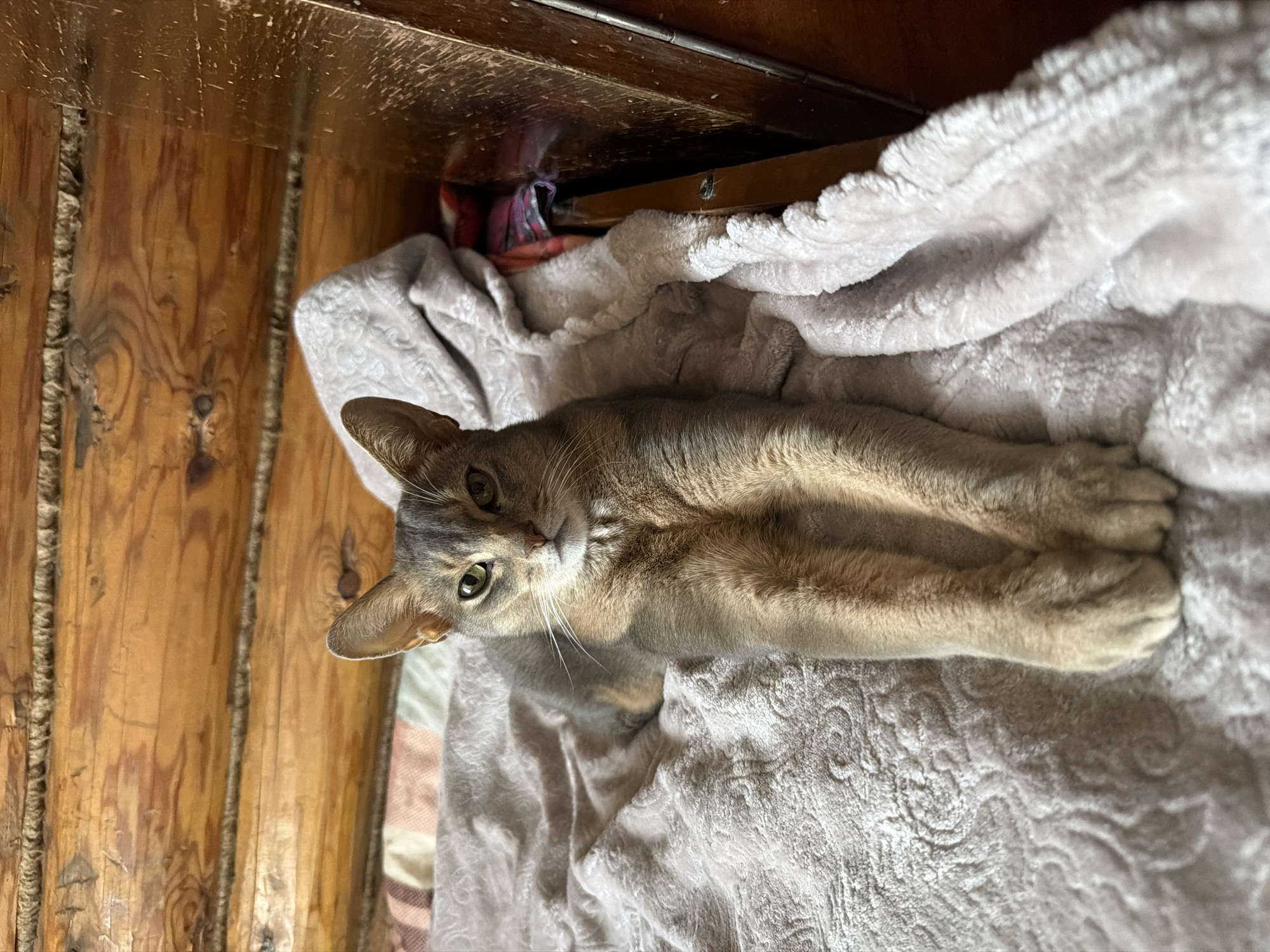 A domestic cat lies on a fluffy, light-colored blanket. The cat is a dilute tabby with gray-brown fur, large ears, and green eyes. It is lying on its stomach with its front paws extended, looking directly at the camera. Behind the cat, to the left, is a rustic wooden wall made of vertical logs. Above the cat and blanket is a dark wooden surface, possibly the underside of a shelf or table, with some colorful fabric peeking out from underneath. The scene appears to be indoors, with warm lighting suggesting daytime. The cat's relaxed posture and direct gaze convey a sense of comfort and curiosity. No text is visible in the image.