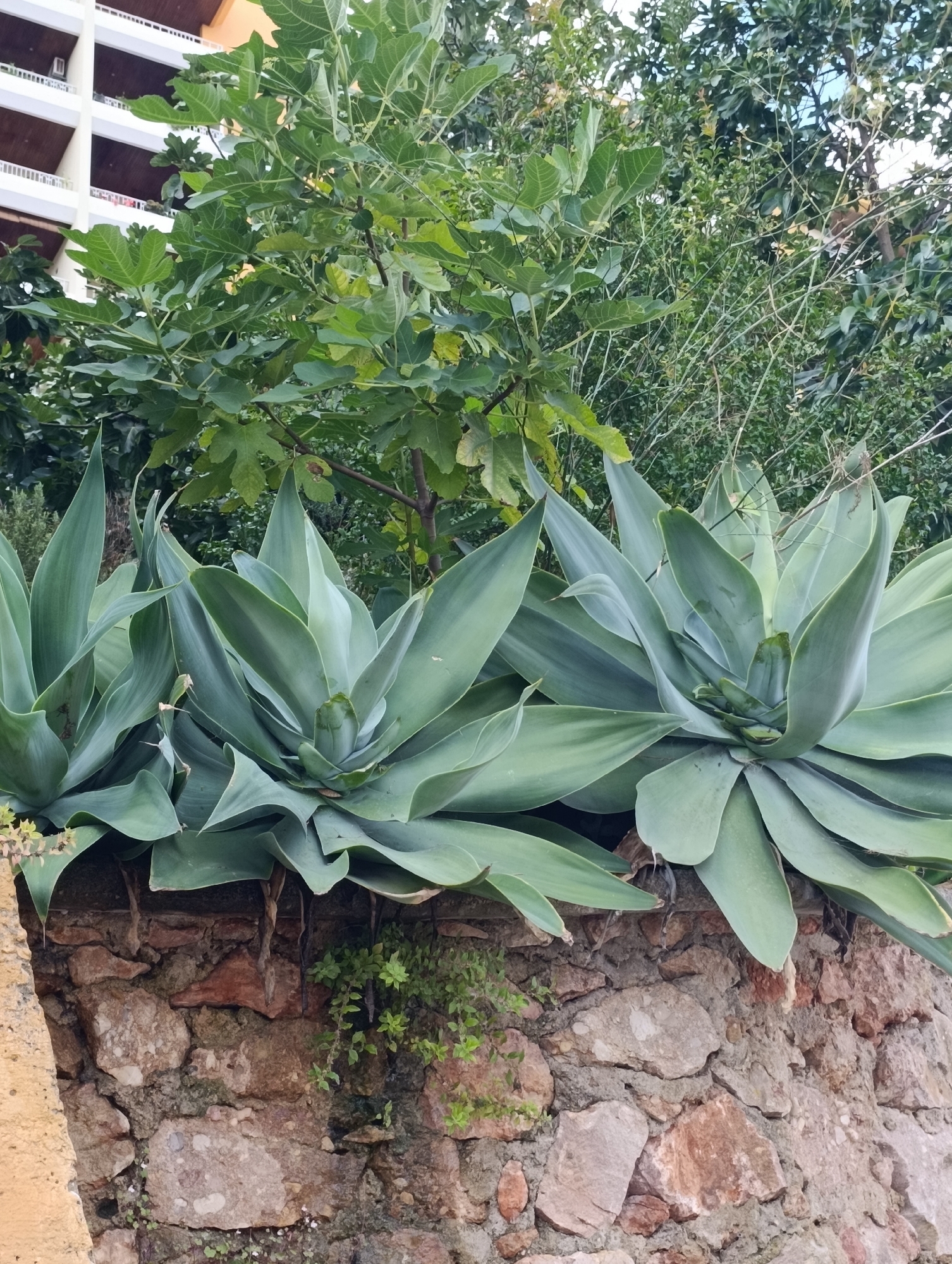 The image shows a close-up of several large agave plants with pale green, succulent leaves arranged in a rosette pattern, growing over a rough-hewn stone wall. The wall is constructed from irregular-shaped stones of varying colors, including shades of brown, gray, and reddish-pink, with some moss and small green plants growing in the crevices. Behind the agave plants, a fig tree with broad, lobed green leaves is visible. In the upper left background, a portion of a multi-story building with white balconies and brown awnings can be seen. The lighting suggests it is daytime, with soft shadows indicating an overcast sky or shaded conditions. The setting appears to be an outdoor area, likely a garden or terraced landscape, possibly in a Mediterranean climate. The image does not contain any people or visible signs of human activity beyond the building. The scene is static and focuses on the natural elements and the stone wall.
