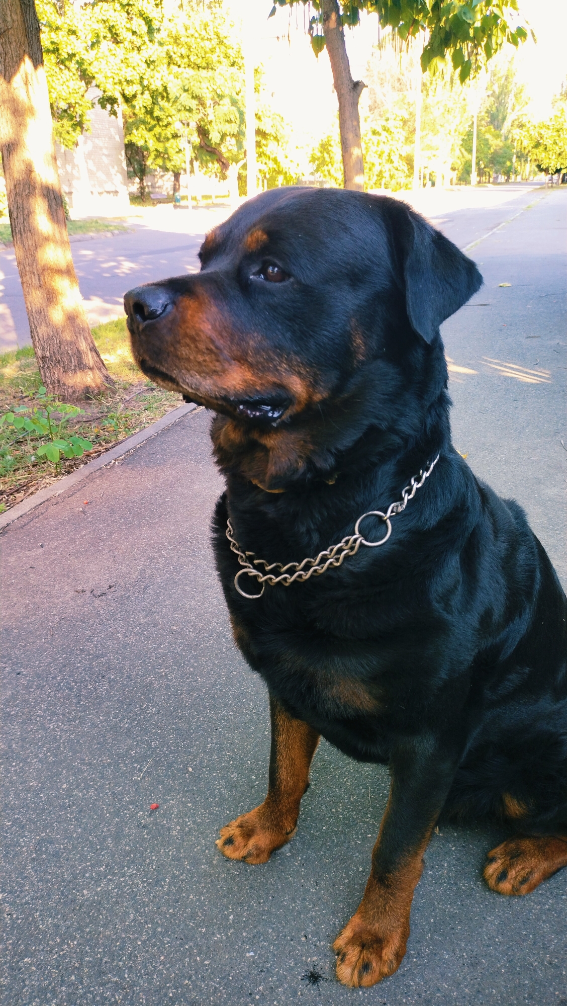 A Rottweiler dog with a silver chain collar sits on an asphalt path next to a tree-lined street in Horishni Plavni, Ukraine. The dog is black and tan, with its head turned to the left, looking off into the distance. The sun is shining, casting dappled shadows on the ground and the dog's fur. The background shows a row of trees and buildings. The path appears to be part of a park or a sidewalk.