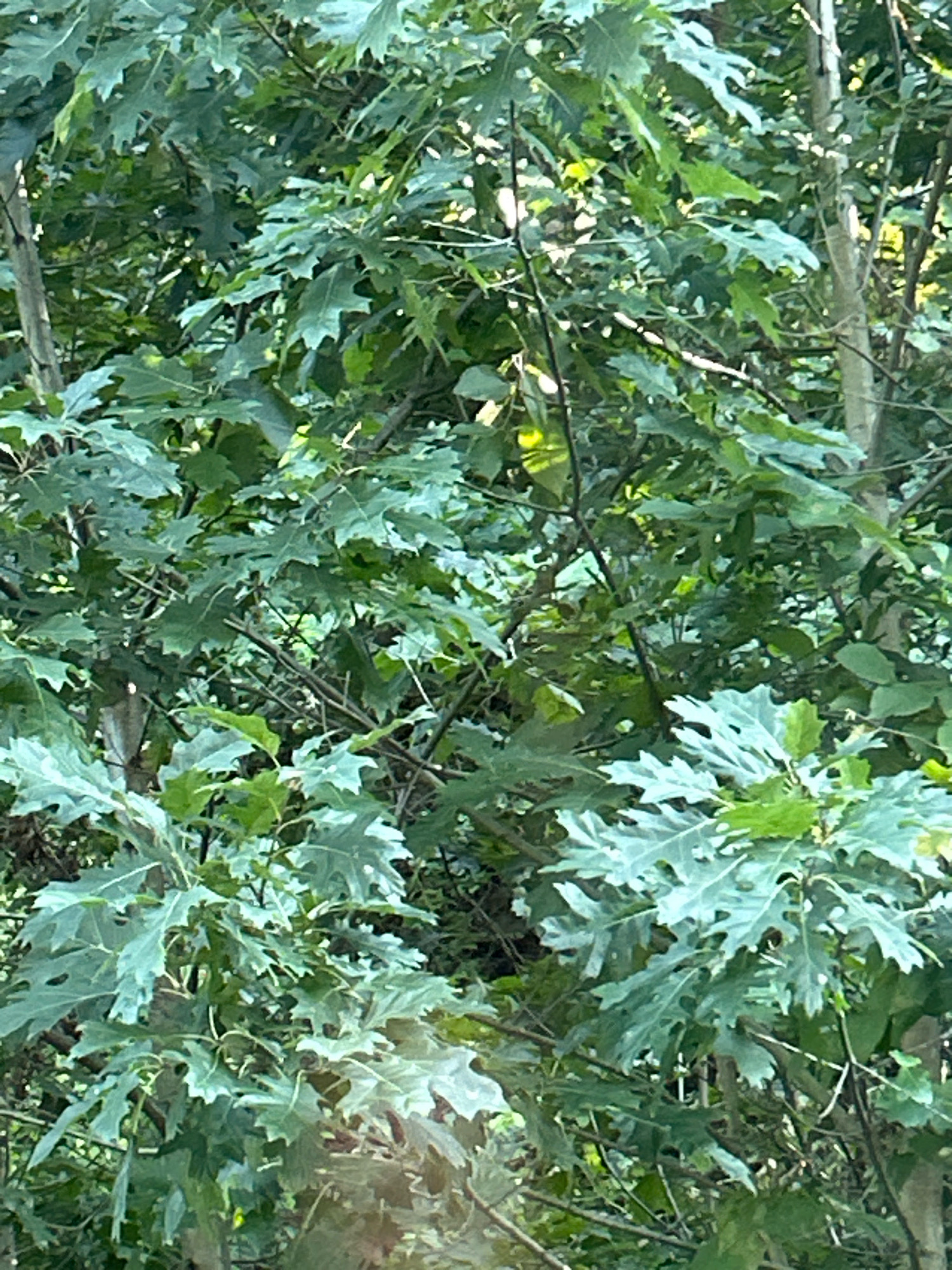 The image shows a dense canopy of green oak leaves, characteristic of a summer day in Pittsburgh, Pennsylvania. The leaves are lobed and appear healthy, with some sunlight filtering through the foliage. The scene is natural and appears to be in a park or wooded area within the city, likely at eye level, capturing the dense undergrowth and tree branches. No people or man-made structures are visible, emphasizing the natural environment.