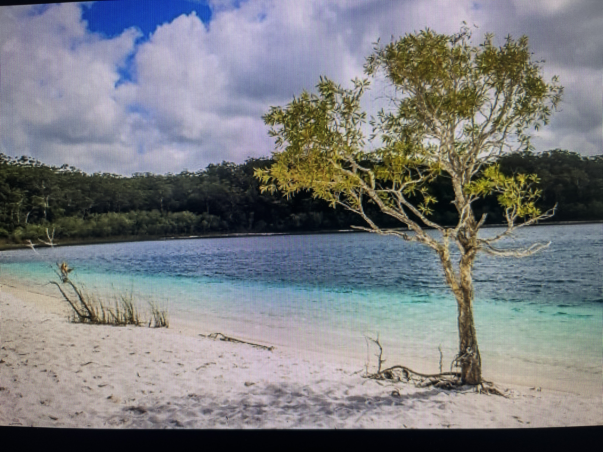 The image depicts a tranquil natural scene featuring a sandy beach bordering a body of clear blue-green water. In the foreground, a solitary tree with sparse, light-colored foliage stands on the sand, its exposed roots spreading across the ground. Several pieces of driftwood and dried vegetation are scattered on the beach. The water transitions from a pale turquoise near the shore to a deeper blue further out. In the background, a dense, dark green forest lines the opposite bank of the water. Above, a bright blue sky is adorned with fluffy white clouds, some casting faint shadows on the water. The image does not provide any information or visual cues that would suggest a location within the city of Varna, Bulgaria.