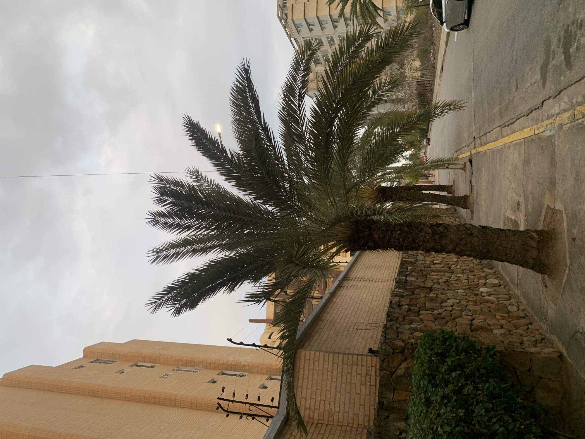 This image captures a quiet urban street scene in Pampatar, Venezuela, on an overcast day. The primary subject is a large palm tree in the foreground, its dark green fronds spreading widely across the upper half of the frame. Several other palm trees line the street further down.
To the left, a light-colored, multi-story building with a distinct stepped facade and small rectangular windows stands under a grey sky. Utility lines and equipment are visible near this building. A rustic low stone wall, composed of various sized rocks, runs along the sidewalk on the left, with some green foliage growing beside it.
The street itself features cracked asphalt with a faded yellow line separating it from the concrete sidewalk. A white or light-colored car is partially visible parked further up the street on the right. Another taller building, with a more modern or industrial appearance, is visible in the background on the right side, obscured by palm fronds.
The sky is uniformly grey and cloudy, indicating an overcast day. A single street lamp, positioned high within the fronds of the main palm tree, is illuminated, suggesting that it might be late afternoon, early evening, or simply dark due to heavy cloud cover. The scene is devoid of people or visible activity, conveying a sense of stillness. No discernible text is visible anywhere in the image. The tropical vegetation and urban architecture align with the provided location context of Pampatar.