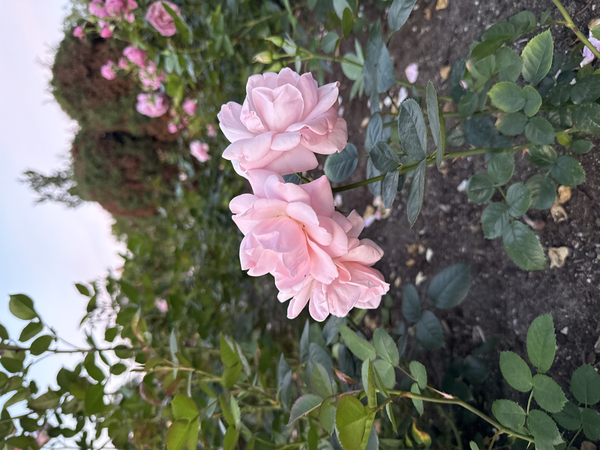 In the foreground of this close-up image, two delicate pink roses bloom in soft focus, their petals layered and slightly ruffled. They are supported by dark green stems with small, sharp thorns visible. Lush green leaves, some with serrated edges, surround the flowers, creating a natural and slightly wild aesthetic. The ground beneath the roses is covered in dark soil with scattered small pebbles and fallen rose petals. In the background, a dense cluster of pink roses and buds are out of focus, hinting at a rose garden. Further in the distance, two rounded, dark green bushes provide a backdrop, with a pale, possibly twilight sky visible above. The overall impression is one of a serene and blooming garden, possibly in the city of Unknown, Unknown, during a quiet moment.