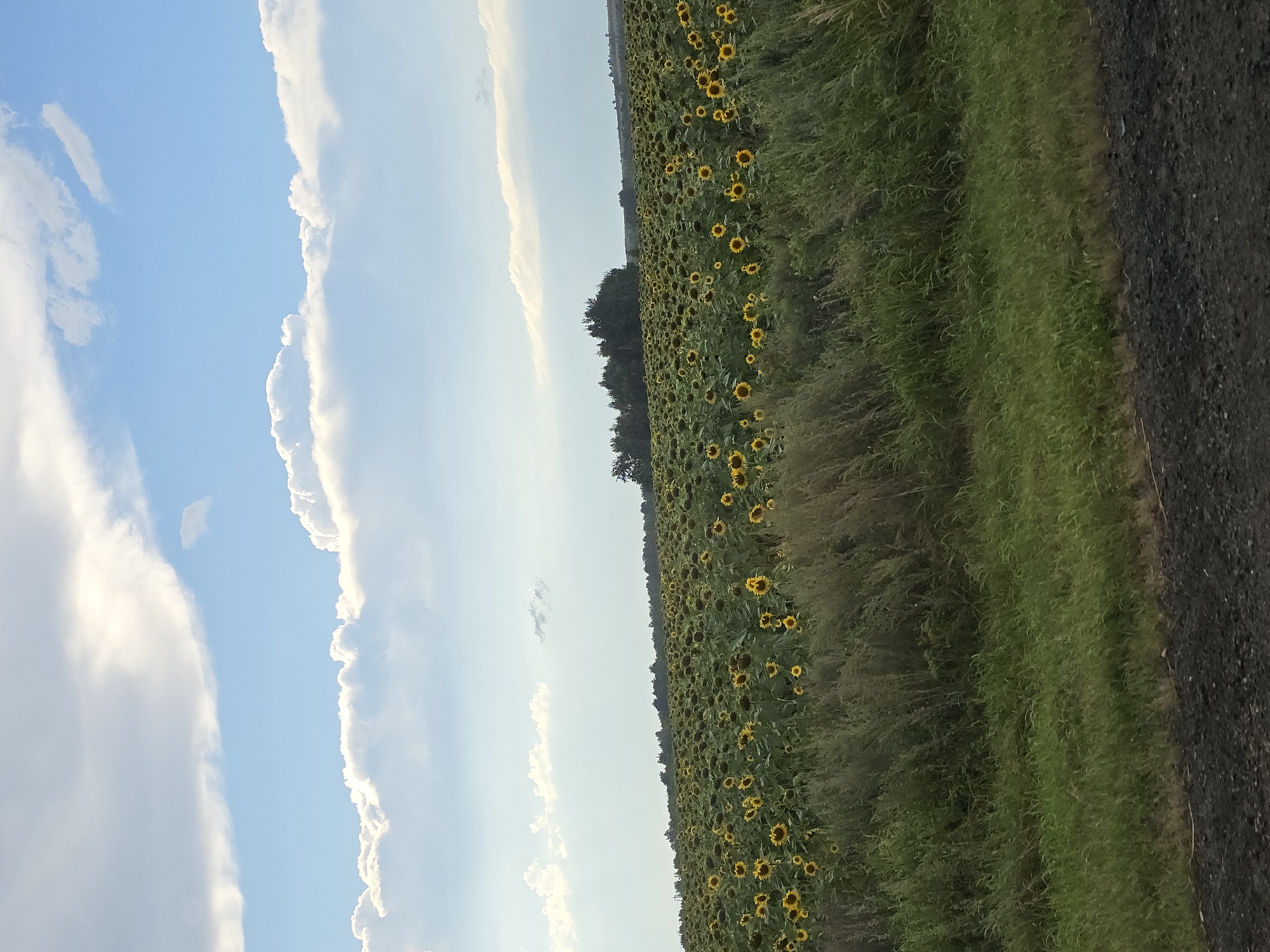 This is a photograph of a vast sunflower field under a partly cloudy blue sky. The field is filled with numerous sunflowers, many facing upwards towards the sky. In the foreground, there is a strip of tall, dry grass and further down, a dark, coarse ground, likely a road or path. In the distance, a line of trees forms the horizon, and a few indistinct structures or hills are visible beyond them. The overall impression is one of a rural, agricultural landscape. The photograph does not contain any people or specific identifiable landmarks that would indicate the city of Nagorny, Russia.