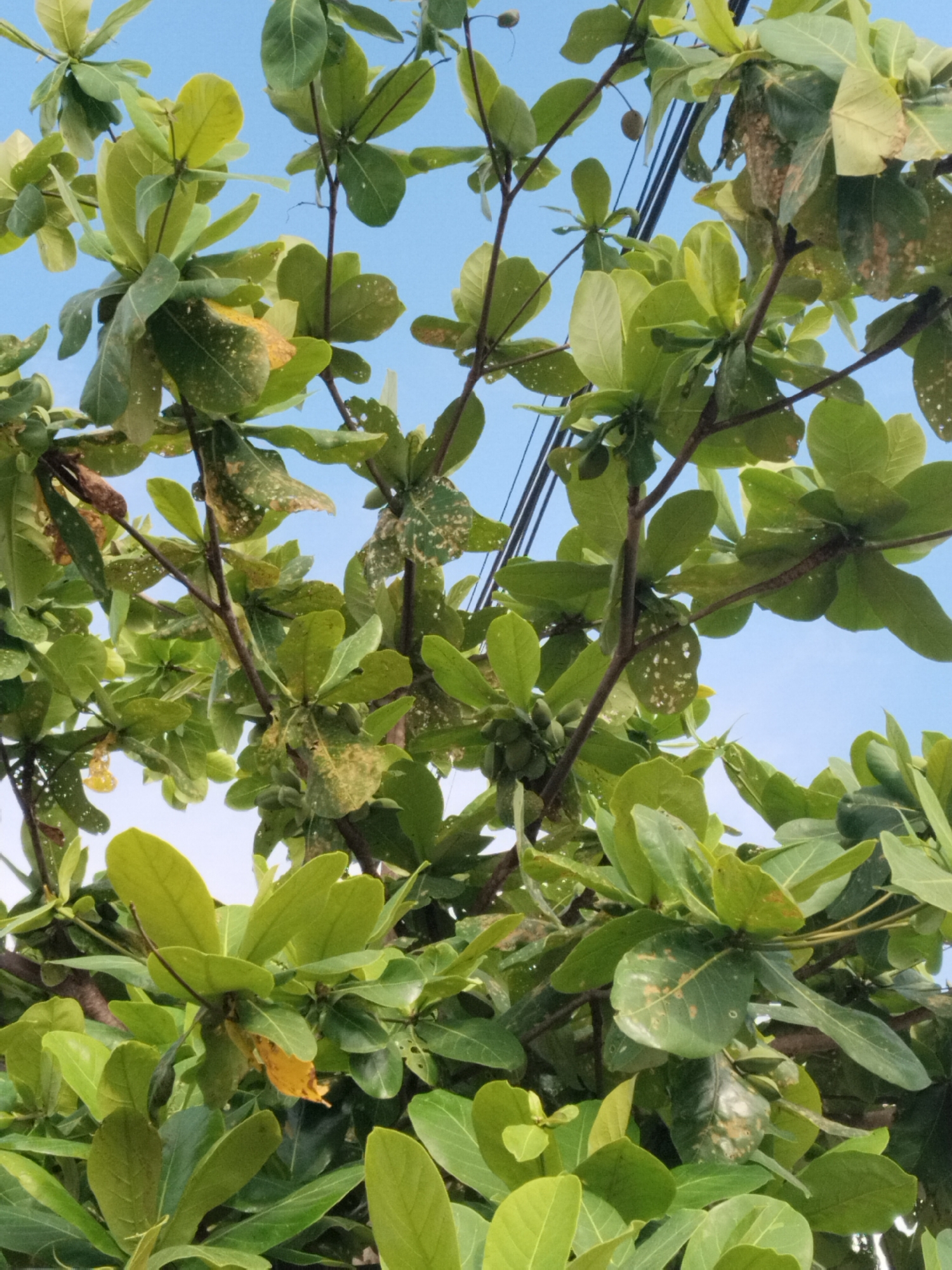 An upward-angled shot captures a dense canopy of a tropical tree, likely an Indian almond (Terminalia catappa), set against a clear, bright blue sky. The scene is dominated by the tree's broad, obovate leaves, which display various shades of green, from vibrant to yellowish-green. Many leaves show signs of age or minor damage, with some featuring small holes, brown spots, or dried-out edges, suggesting natural wear or insect activity.
Sturdy, brown branches with visible nodes weave through the foliage. Small, green, oval-shaped fruits or seeds are visible clustered along some branches, indicating the tree is bearing fruit. In the upper portion of the frame, thin, dark power lines run diagonally, partially obscured by the leaves, suggesting the tree is growing near infrastructure.
The bright blue sky in the background indicates clear weather and a daytime setting. There is no human activity depicted. The overall impression is a natural, urban or semi-urban setting, consistent with coastal areas like Lhokseumawe, Indonesia, where such trees are common. No visible text is present in the image.
