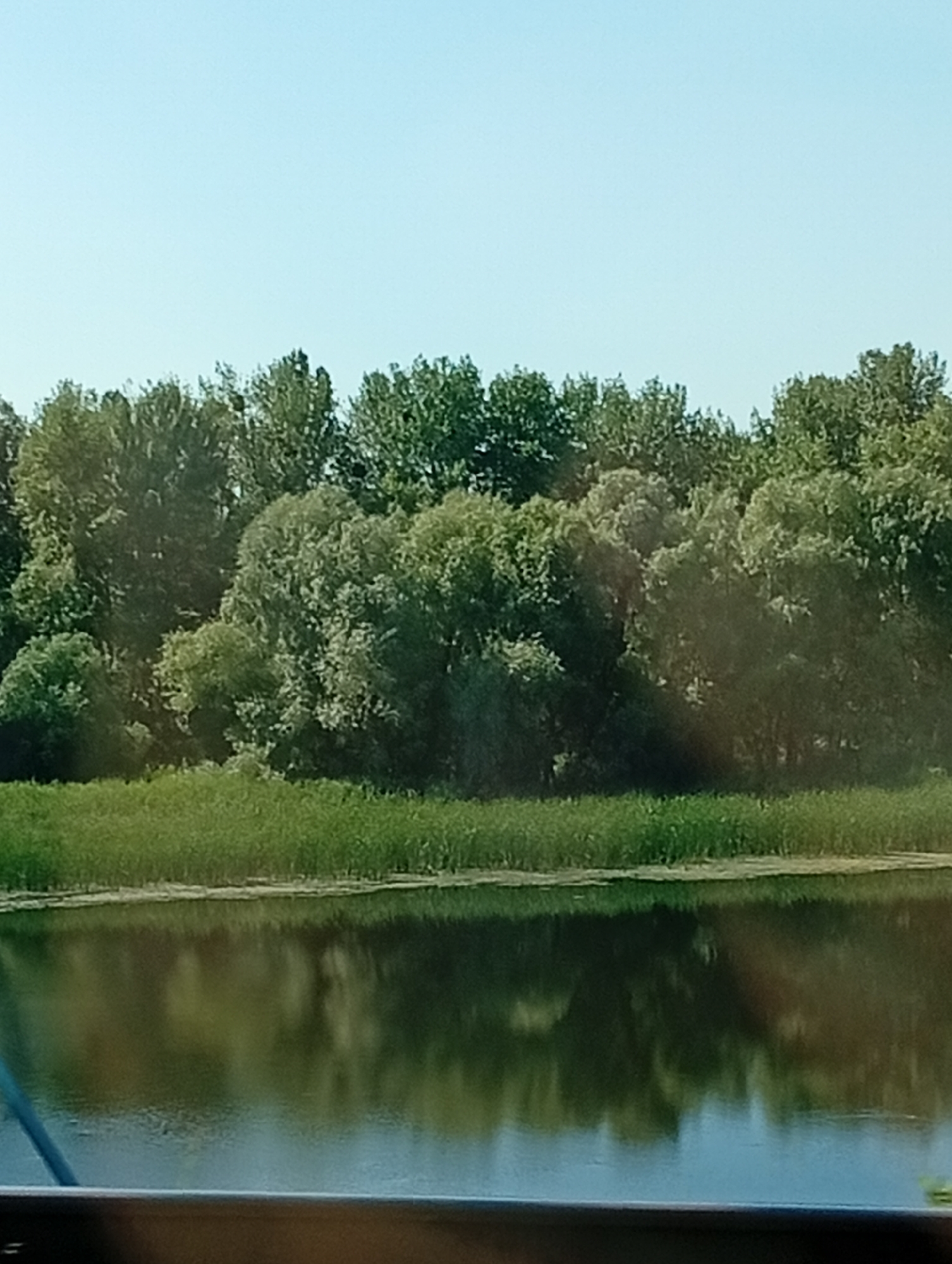 The image displays a serene natural scene with a dense line of green trees bordering a calm body of water. The sky above is a clear, pale blue. The trees are lush and varied in shape and size, with some taller, more slender specimens interspersed with broader, fuller canopies. The water's surface is smooth, reflecting the greenery of the trees and the light blue of the sky, creating a mirror-like effect. In the foreground, a narrow strip of green grass or reeds separates the water from the treeline. The overall impression is one of a tranquil, undeveloped landscape. The scene appears to be a rural or park-like setting, possibly near a river or lake.