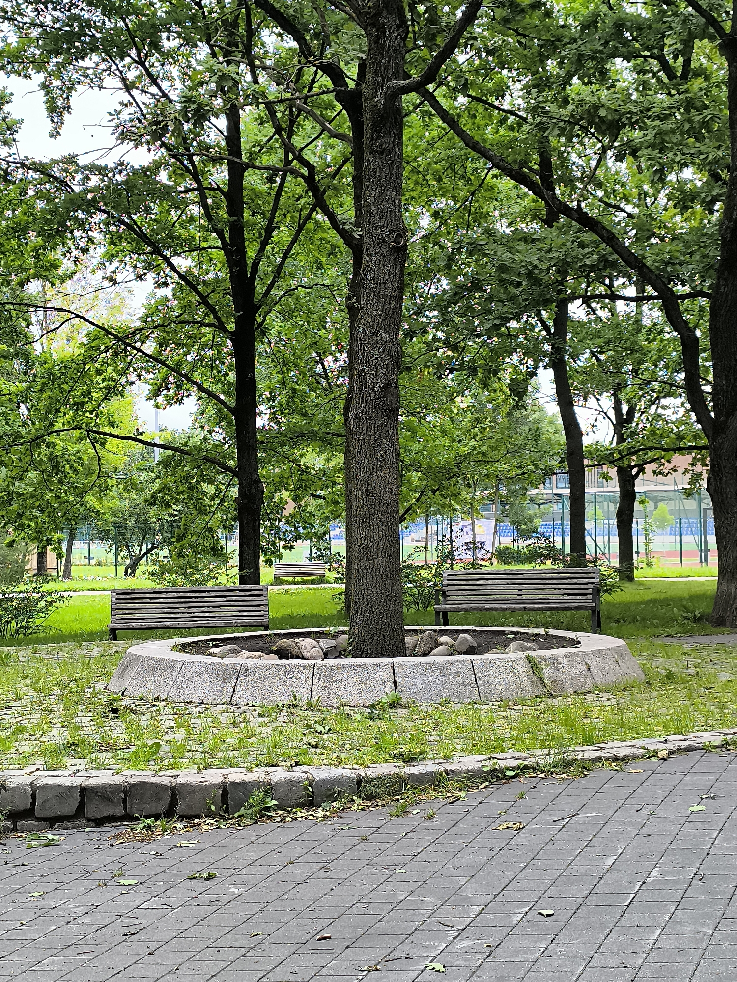 The image depicts a park scene in Klaipėda, Lithuania. In the foreground, a paved walkway made of grey square tiles leads into the frame. Adjacent to the walkway is a circular planter box made of stone blocks, with a larger tree trunk at its center. Inside the planter, several grey rocks are visible on dark soil. Green grass and weeds grow around the planter.
Two wooden park benches are positioned on either side of the central tree. The bench on the left is closer to the foreground, while the bench on the right is further back and partially obscured by the tree trunk. Behind the benches, a lush green lawn stretches towards a line of trees.
In the background, beyond the trees, a sports facility is visible. It appears to be a tennis or basketball court with blue fencing and seating. The sky above is overcast. The overall environment suggests a public park or recreational area within the city of Klaipėda. No people are present in the image.