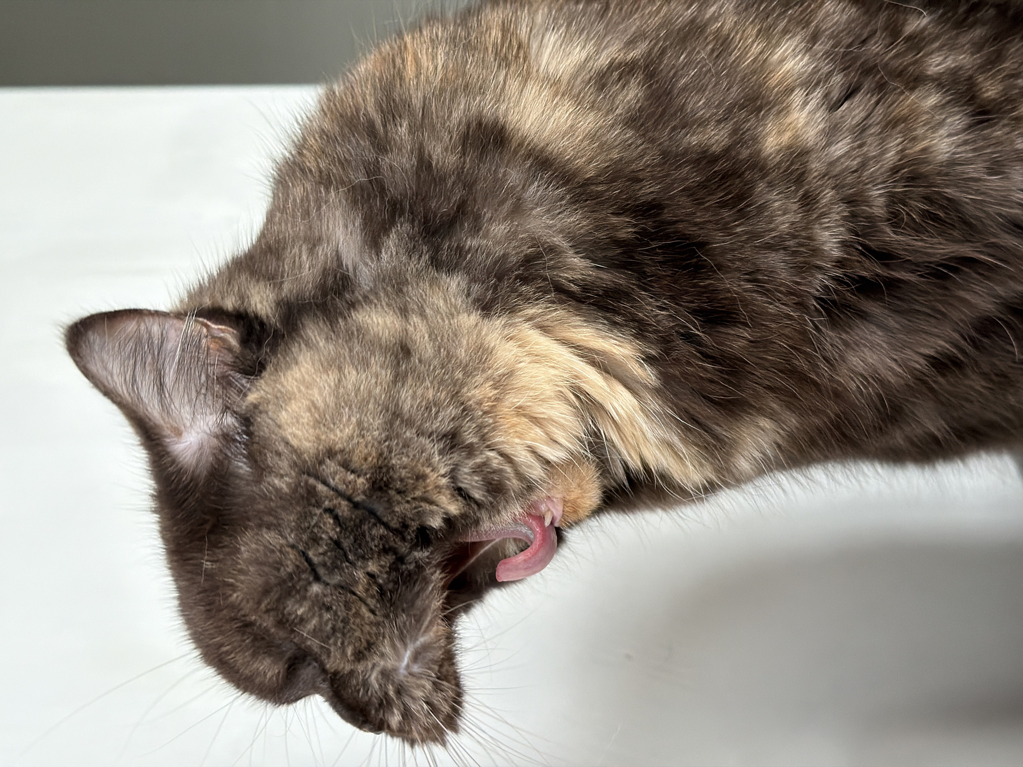 The media file captures a close-up image of a cat in the midst of grooming itself. The primary subject is the cat, which possesses a beautiful multi-colored coat, appearing to be a tortoiseshell or calico, with distinct patches of brown, grey, black, and lighter cream or tan fur.
The main activity depicted is the cat licking its fur. Its head is tilted downwards and to the left, with its mouth open and a pink, curled tongue prominently extended. Small, sharp fangs are visible at the front of its mouth. Long white whiskers are also visible around its snout. One of the cat's ears is visible on the left side of the frame, showing fine internal hairs.
The setting appears to be indoors, against a plain, light-colored background, likely a wall or a surface like a table. The lighting is soft and even, highlighting the intricate details and texture of the cat's fur. There are no other people or objects visible in the frame, and no visible text. The image provides a detailed view of a common feline behavior, captured with clarity. The location context provided is Chaikovsky, Russia.