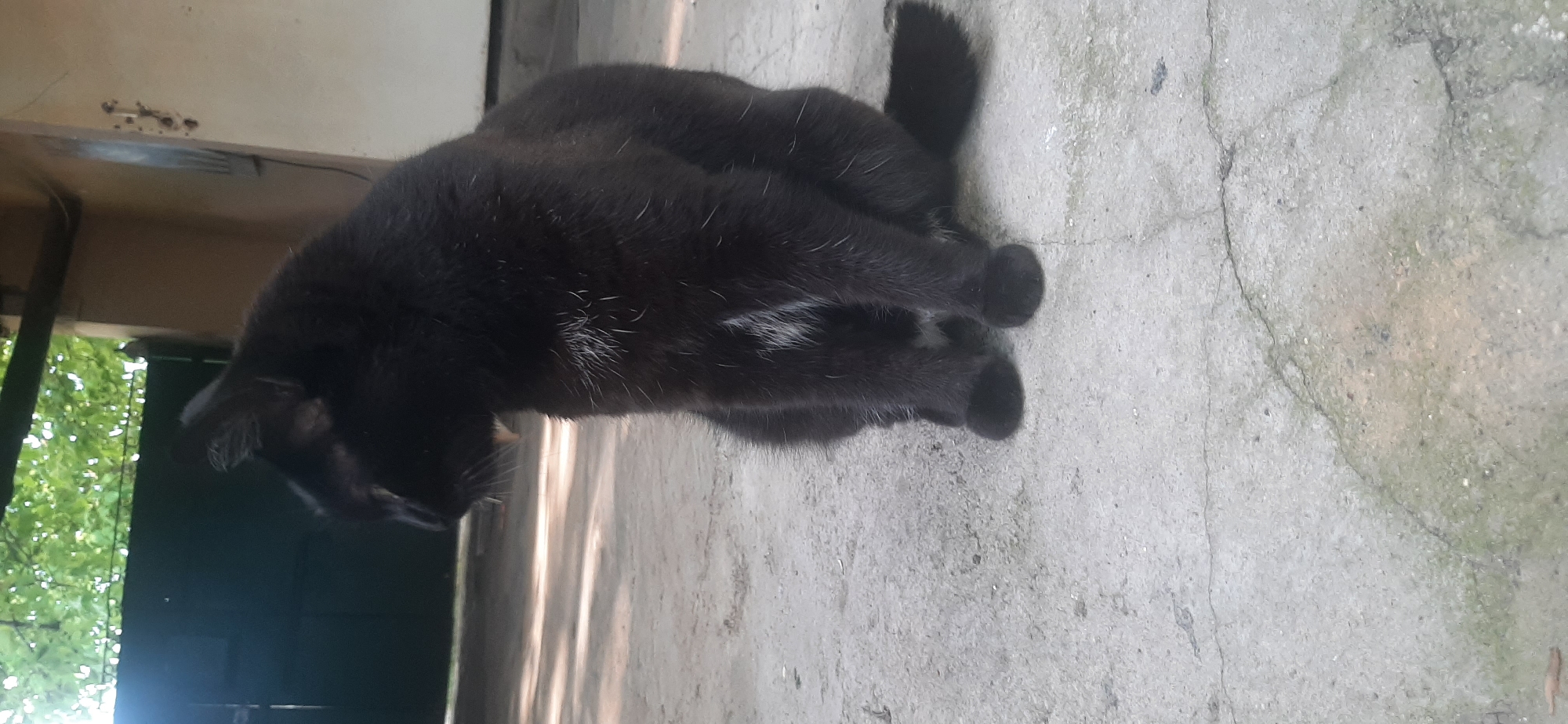 The image shows a black cat with some white markings on its fur, curled up on a concrete surface. The cat is in a relaxed posture, with its head down. Sunlight is casting shadows on the ground, suggesting it is daytime. In the background, there are hints of greenery, possibly trees or bushes, and a dark structure that could be a wall or a building. The concrete surface appears weathered and cracked in places. The scene has a somewhat serene and domestic feel. No visible text is present in the image.