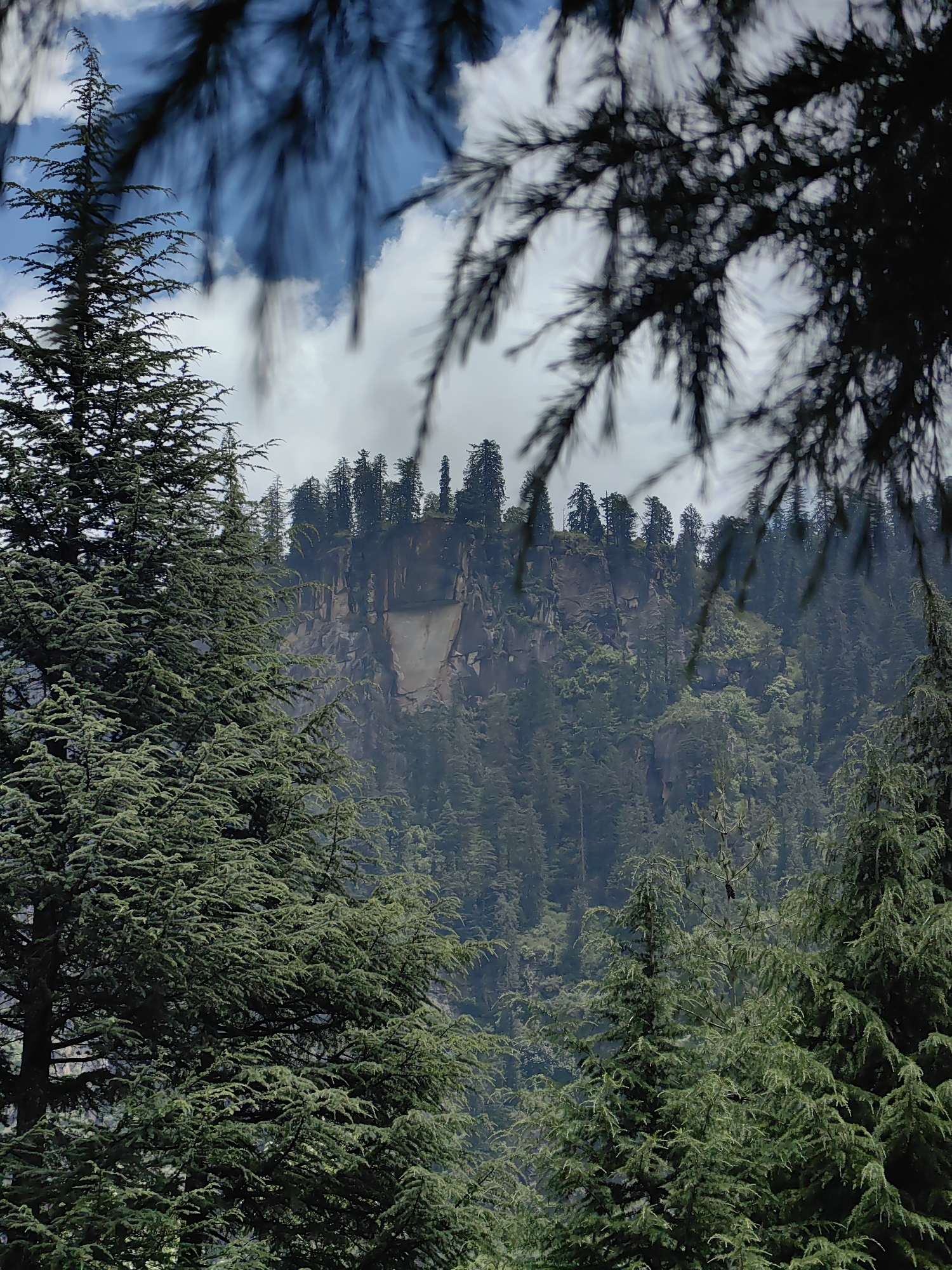 A vertical medium shot captures a misty mountainous landscape in Barheta, India. In the foreground, the dense, dark green foliage of coniferous trees, possibly pines or cedars, partially frames the scene. Their branches are heavily laden with needles, creating a textured, almost fuzzy appearance. The trees on the left and right sides are closer and sharper, while those in the center background are softer and slightly out of focus, contributing to the sense of depth.
The midground reveals a steep, rocky cliff face, its rugged surface weathered and textured. A lighter, almost smooth patch of rock is visible near the top of the cliff, appearing as a distinct geological feature. A dense forest of coniferous trees covers the slopes leading up to the cliff, their dark green canopy blending into the misty atmosphere.
The background shows the peaks of more mountains, shrouded in mist, with the sky above a muted blue with patches of white clouds. The overall impression is one of a serene, natural environment, possibly in a hilly or mountainous region. The lighting suggests it is daytime, possibly overcast or early morning/late afternoon, given the soft light and mist. There are no people or animals visible in the image.