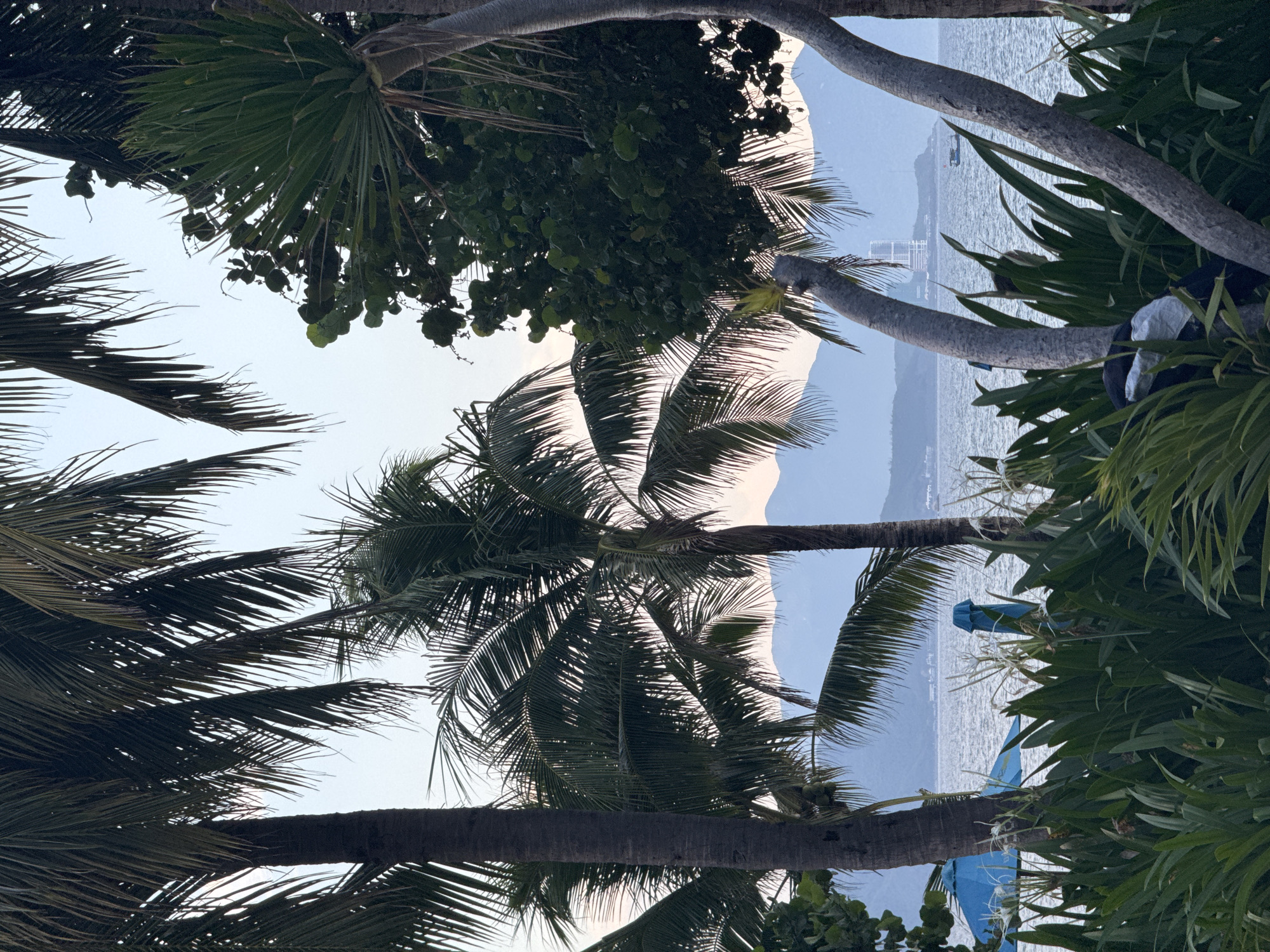 This image depicts a tropical scene with a focus on palm trees framing a view of the ocean. The perspective is from below, looking up through the palm fronds and trunks towards the sky and the distant water. The sky is a pale blue, suggesting either early morning or late afternoon. The ocean is a muted blue-gray, with small waves visible. In the distance, a hazy coastline with some buildings and a boat can be seen. The overall atmosphere is serene and tranquil.
The palm trees themselves are a prominent feature, with their distinctive fronds and rough, textured trunks. Some of the fronds are caught in a gentle breeze, creating a sense of movement. The foliage of the palm trees is lush and green, contrasting with the lighter sky. There are also glimpses of other green vegetation, possibly shrubs or other tropical plants.
Towards the right side of the frame, there are two bright blue objects that appear to be beach umbrellas or large tarps, partially obscured by the greenery. A white object, possibly a bag or piece of clothing, is also visible near these blue objects. The scene suggests a beach or coastal resort setting in Nha Trang Ward, Vietnam. The lighting indicates a calm day, possibly overcast or at a time of day when the sun is not at its strongest. There is no visible text in the image.