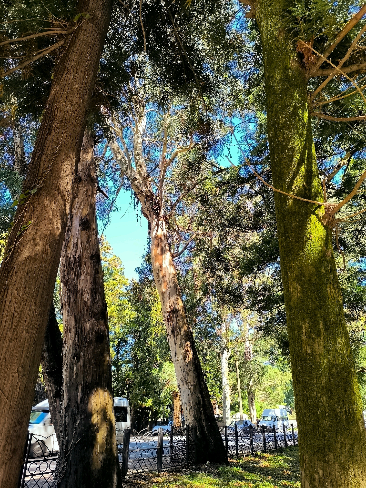 The image captures a view looking up through a dense canopy of trees, with several prominent tree trunks in the foreground. The largest tree on the left has a rough, textured, brown bark with a vine growing up it. To its right, another large tree exhibits similar bark texture. In the center, a tall, slender tree with peeling, light-colored bark stands out against the bright blue sky. On the far right, a thick tree trunk is covered in vibrant green moss.
Beneath the trees, a black metal fence lines a pathway or road. Beyond the fence, a white van is visible, along with other vehicles and more trees in the background. The ground is covered in grass and fallen leaves. Sunlight filters through the leaves, creating dappled patterns of light and shadow. The overall scene suggests an outdoor environment, likely a park or a wooded area within a city. The presence of vehicles and fencing indicates it is within an inhabited area. The provided location is Khelvachauri, Georgia, which is a city in the Adjara region.