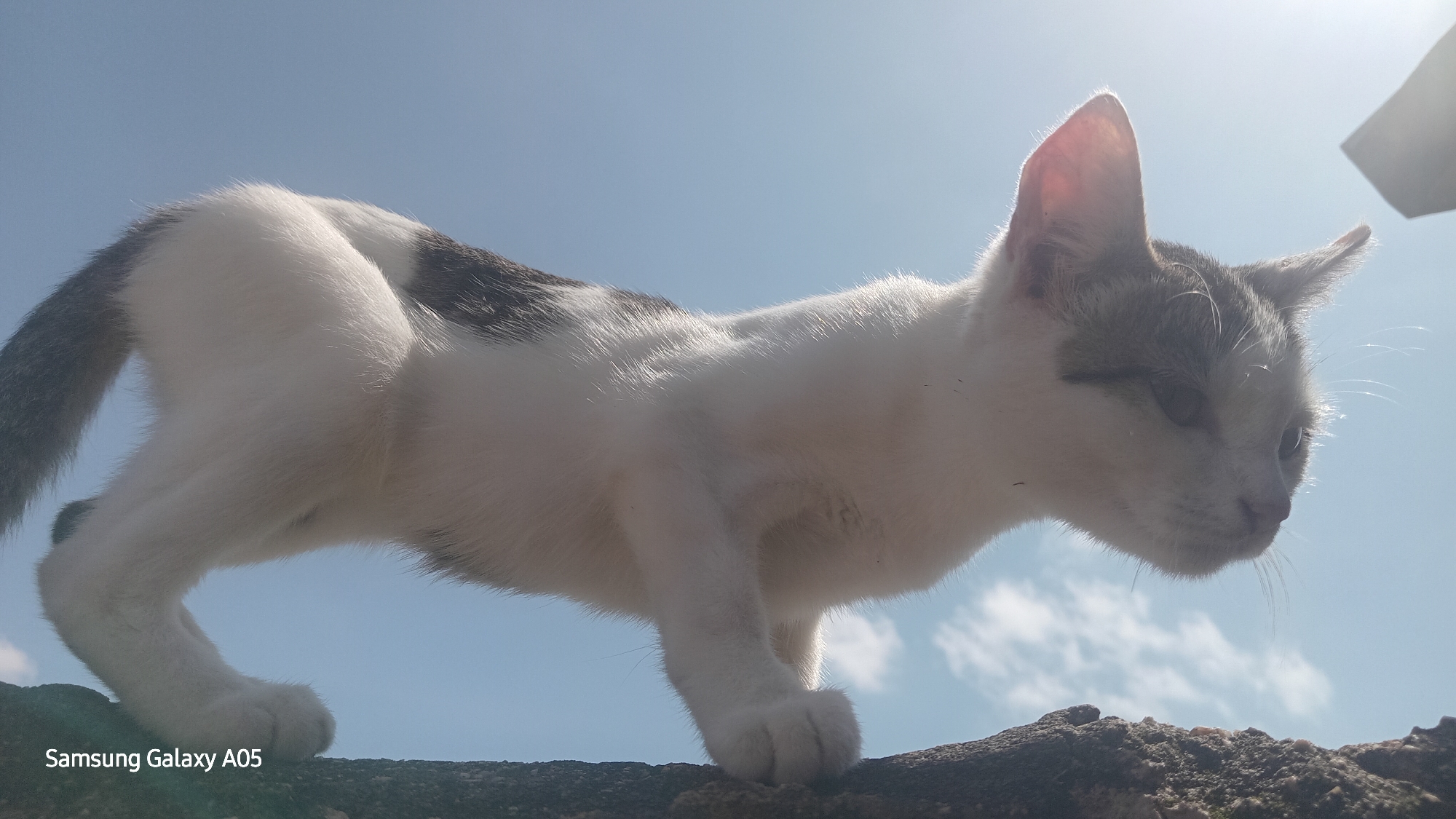 A low-angle shot shows a slender, short-haired cat with white fur and grey patches on its back and tail, standing on a rough, textured surface, possibly a wall or rooftop, against a clear blue sky with scattered white clouds. The cat is facing right, with its body angled towards the right edge of the frame, its tail extending to the left. The sunlight creates a bright glare in the upper right corner of the image and highlights the translucent quality of the cat's right ear. The cat's pose suggests it is either walking or preparing to jump. The "Samsung Galaxy A05" watermark is visible in the bottom left corner. There is no discernible location in the city of Ribina East, Nigeria mentioned or depicted in the image.