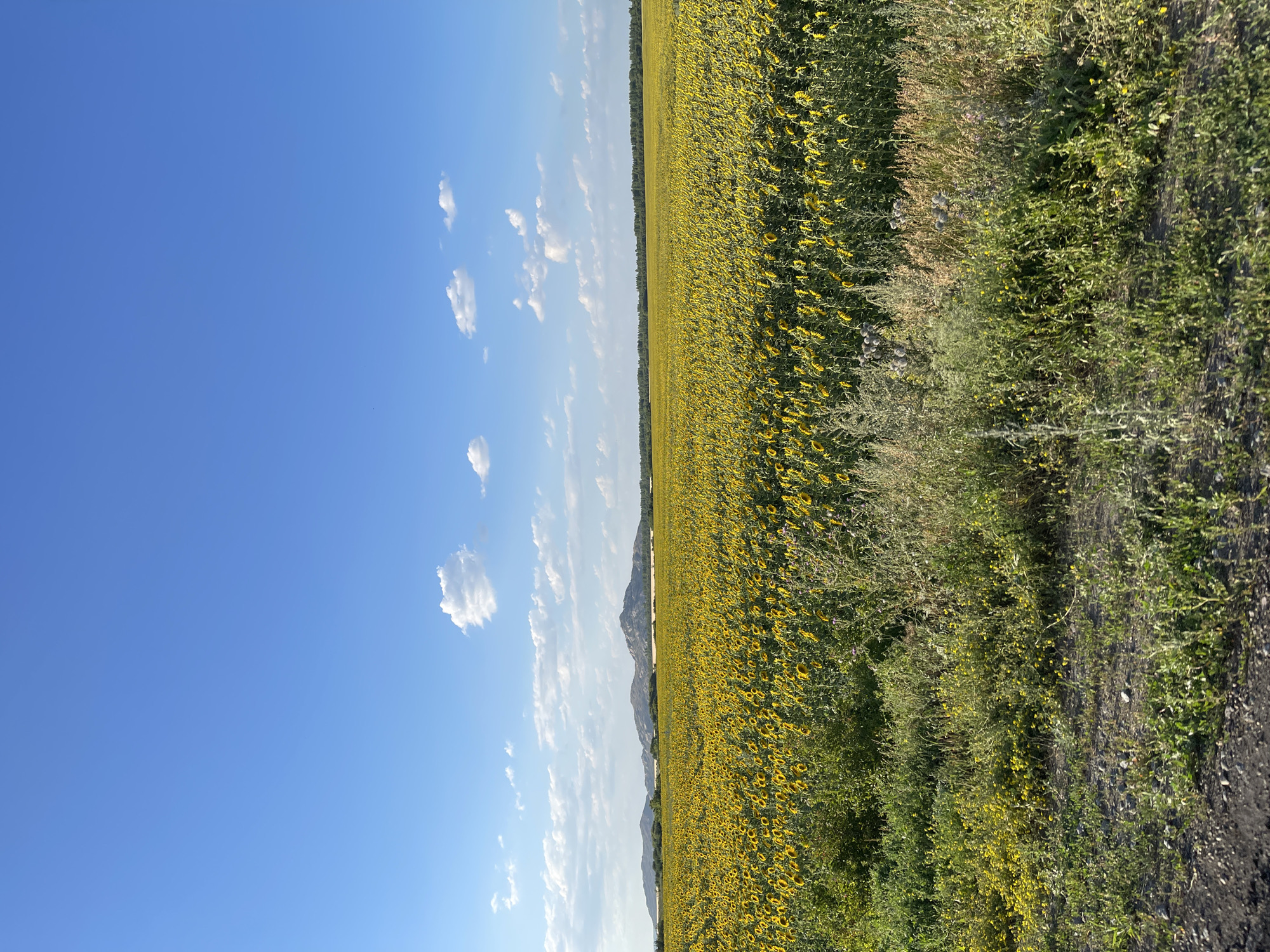 A wide shot captures a vast field of blooming sunflowers under a bright blue sky with scattered white clouds. In the distance, a range of low, rocky mountains forms the horizon. The foreground features a dirt path bordering a dense patch of green and yellow wildflowers. The overall scene is one of natural beauty and rural tranquility. The location is identified as a field in Praporştşikovo, Kazakhstan.