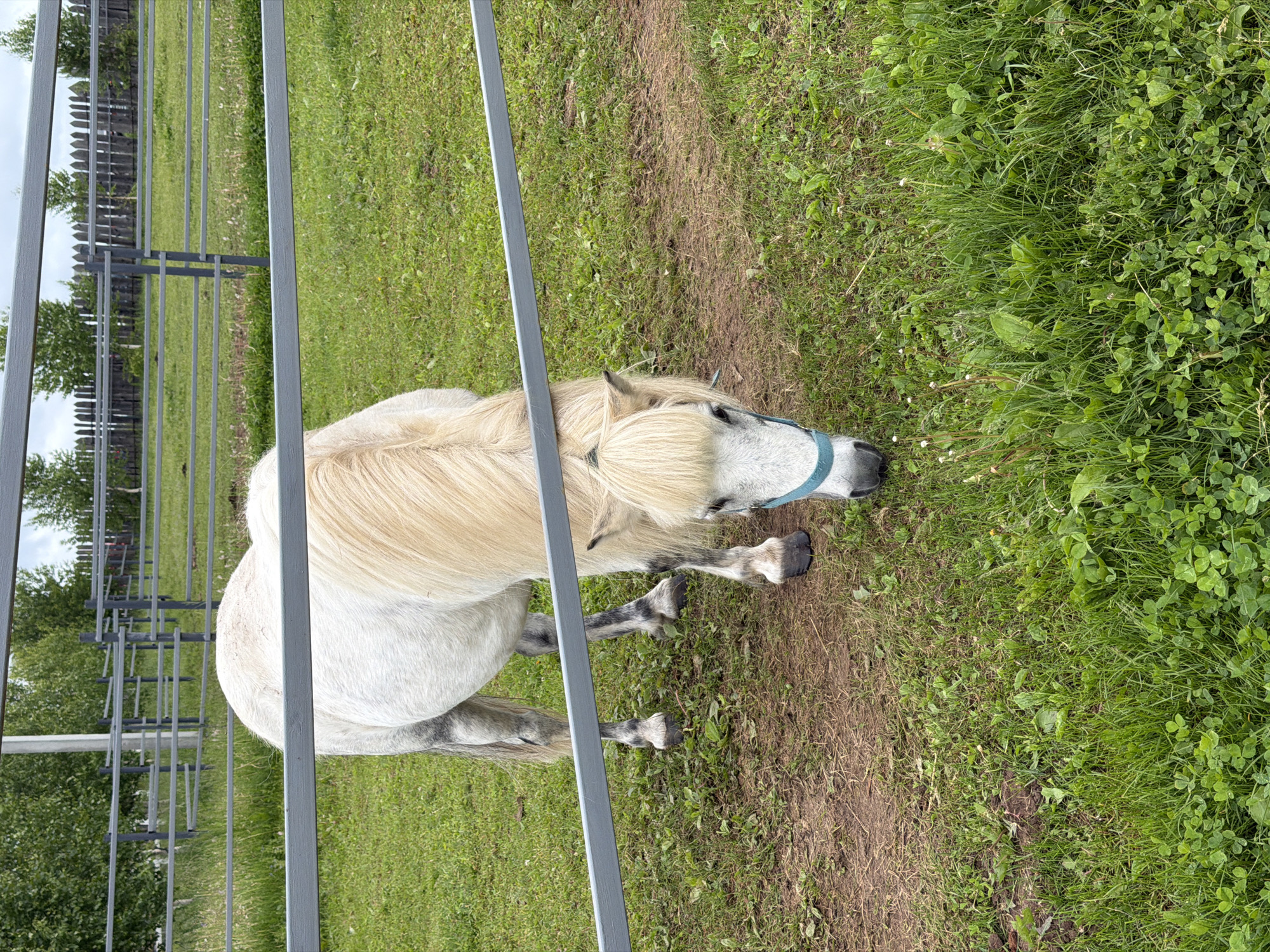 An outdoor scene in Kechur, Russia, displays a white pony with a creamy blonde mane and forelock, and a matching tail. The pony exhibits dapple-gray markings on its lower legs and parts of its face. It wears a light blue halter and is depicted with its head lowered, actively grazing on green grass. A prominent gray, rectangular metal fence bar runs horizontally across the mid-section of the image, partially obscuring the pony's body. Another similar bar is visible just above the pony's neck. The ground consists of green grass interspersed with clover and patches of exposed soil. In the background, a complex system of gray metal fences with multiple horizontal rails and vertical posts forms an enclosure. Beyond this, a dark wooden picket fence is visible, followed by a line of light-barked deciduous trees and dense green foliage against an overcast sky. No individuals are present in the image.