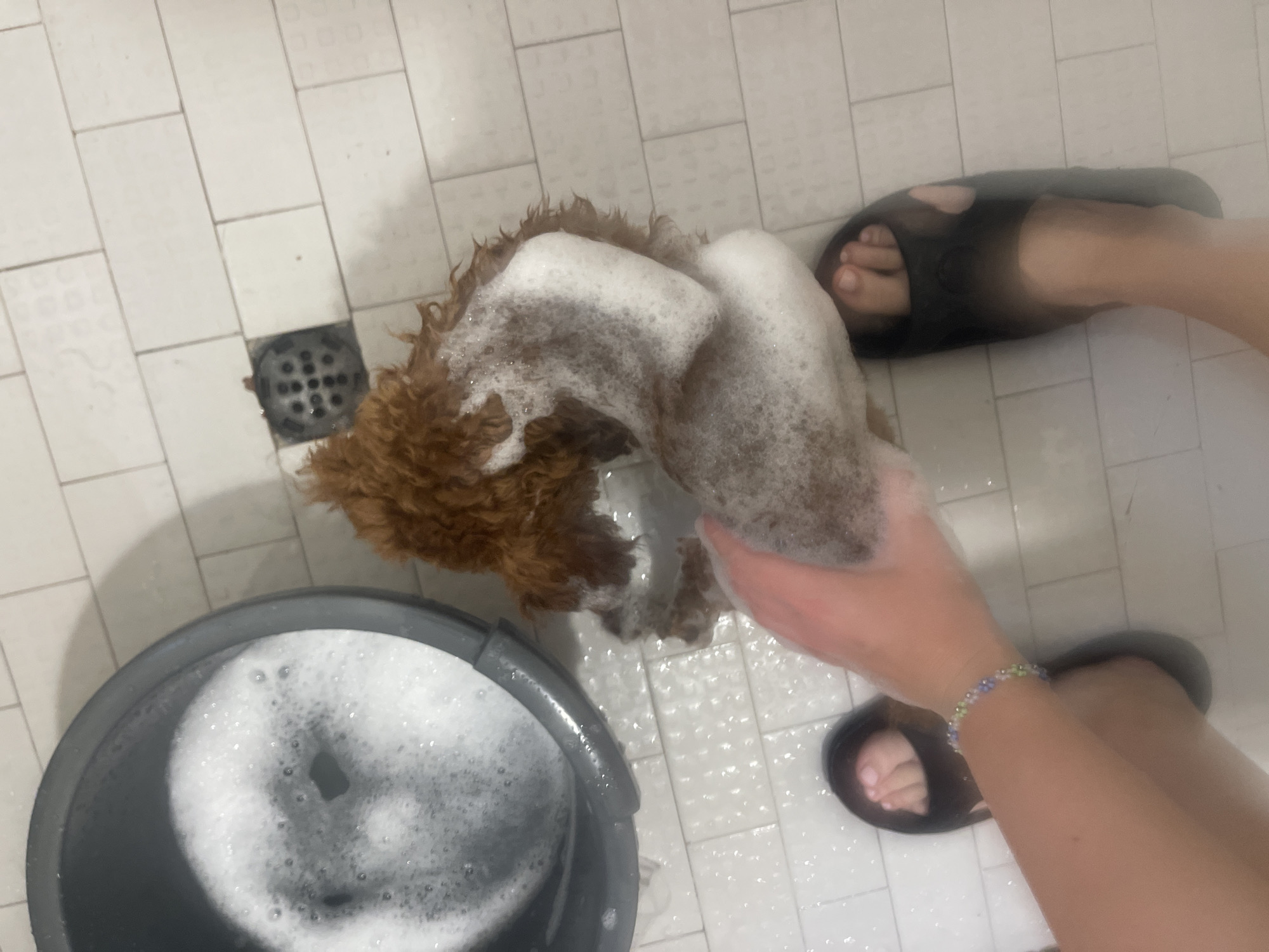 The image shows a person bathing a small, brown, curly-haired dog in a tiled shower stall. The dog is covered in white suds, and a gray bucket filled with soapy water is visible near the drain. The person is wearing black sandals and has a beaded bracelet on their wrist. The tile appears to be white and square. The scene appears to be inside a bathroom and there is no evidence to suggest a specific location in Sofia, Bulgaria.