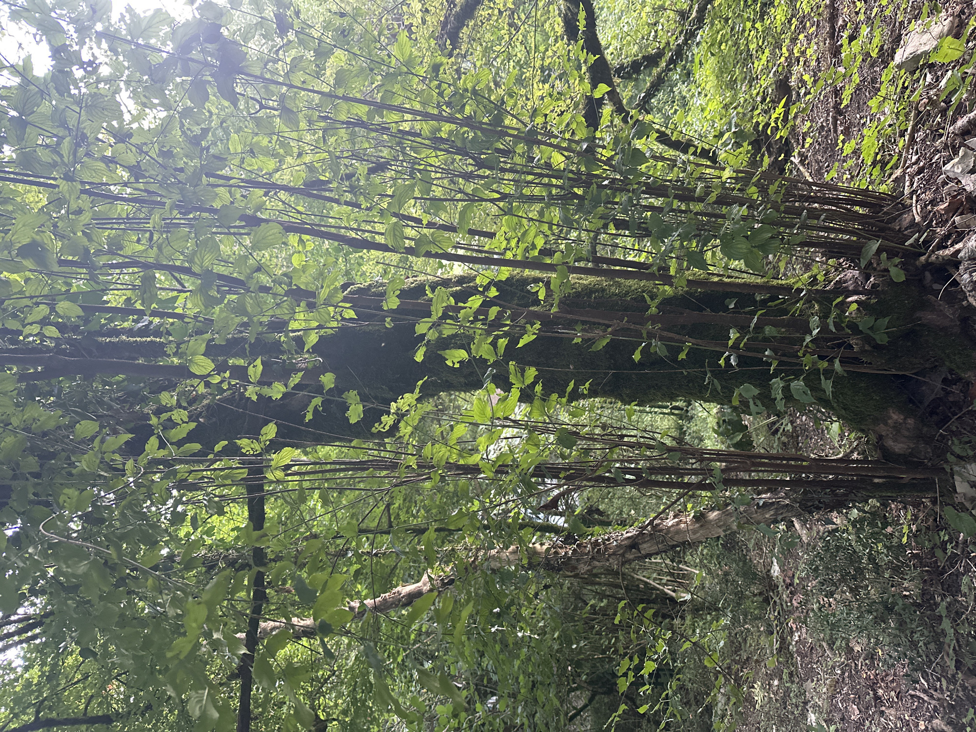 The image captures a dense forest floor in Bol'shoi Kichmai, Russia, with a focus on a cluster of young saplings growing around a larger, moss-covered tree trunk. The saplings are thin and straight, with vibrant green leaves, contrasting with the thicker, gnarled appearance of the main tree. The ground is covered with fallen leaves and some visible rocks. Sunlight filters through the canopy, creating patches of light and shadow, indicating a bright, possibly overcast, day. The environment appears natural and undisturbed. There are no people or animals visible in the frame.
