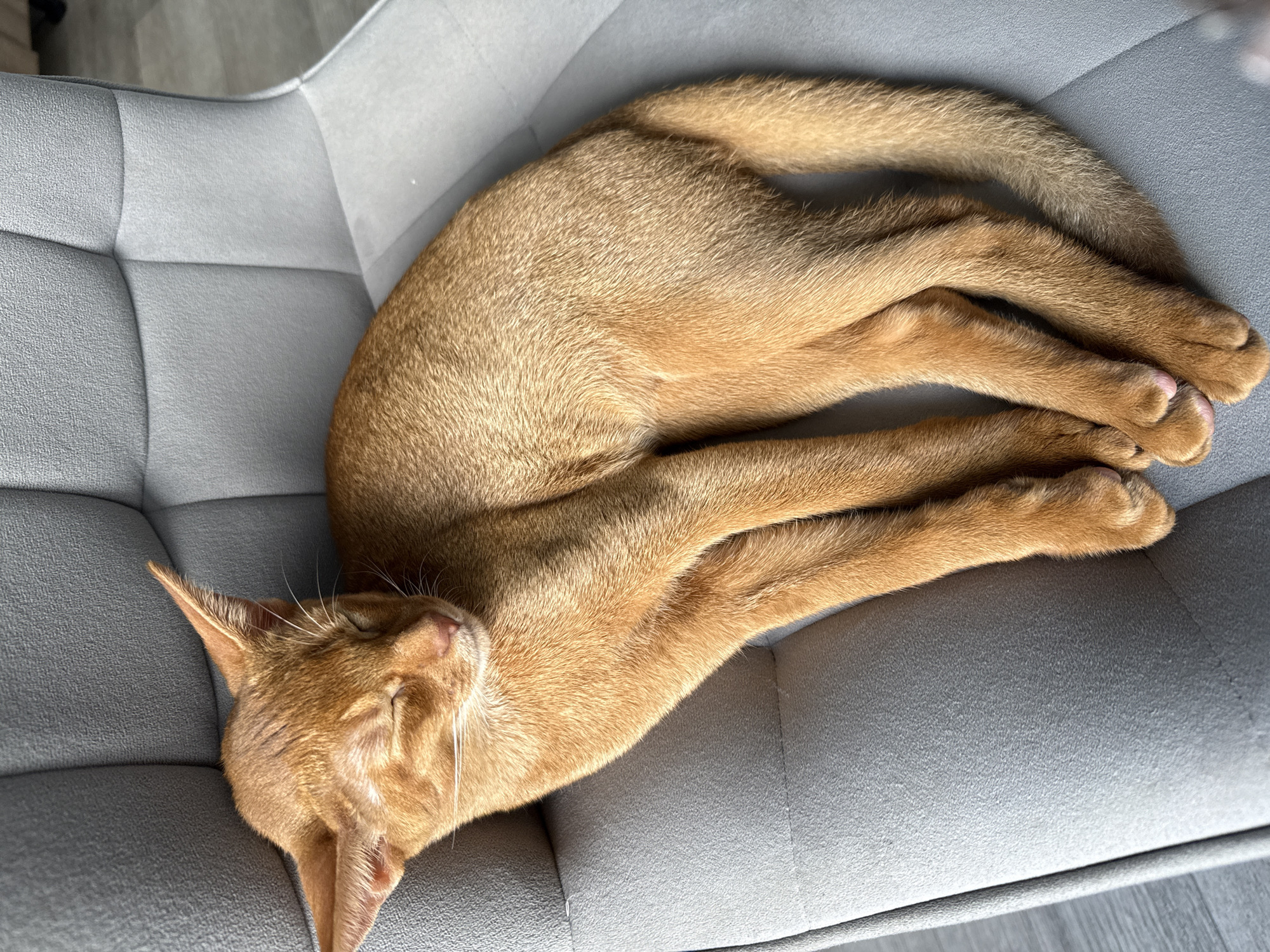 A ginger cat is sleeping curled up on a grey quilted chair. The cat's eyes are closed, and its body is relaxed. The chair is in an indoor setting. There is no information available about the location in Stary Oskol, Russia.