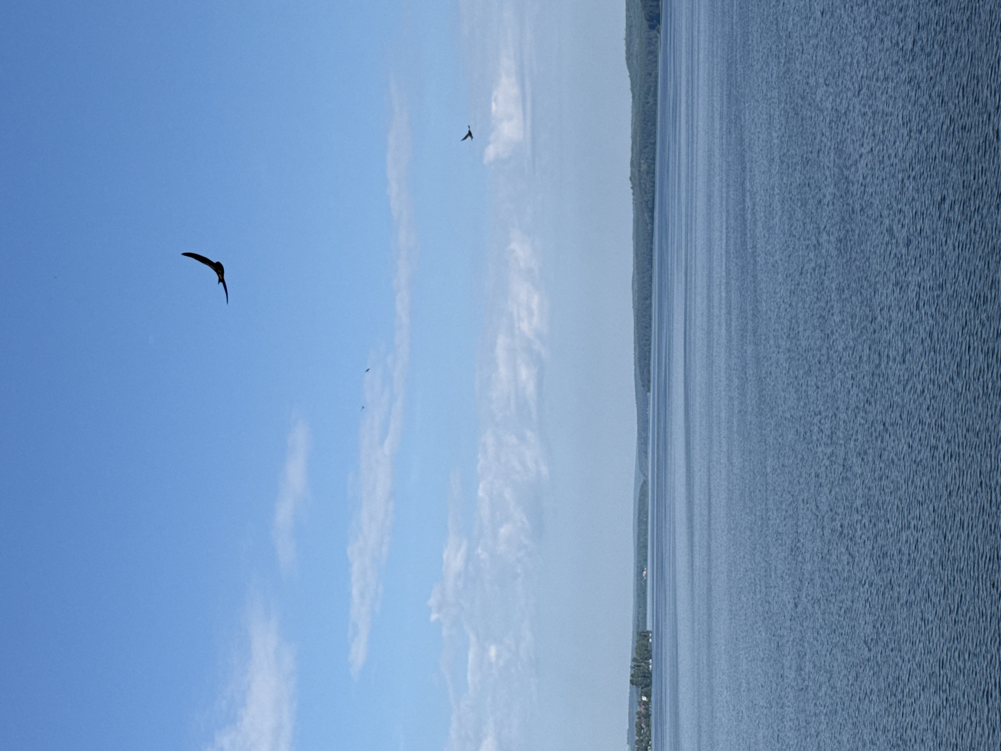 The image depicts a wide, tranquil body of blue water, likely a reservoir or lake, under a clear blue sky dotted with white, wispy clouds. The horizon is lined with a distant, forested shoreline, with a small cluster of buildings visible on the left side. Two birds are captured in flight against the sky; one larger bird with outstretched wings is in the upper right quadrant, and a smaller bird is near the horizon on the right. The water's surface exhibits a gentle ripple pattern, suggesting a light breeze. The scene evokes a sense of open space and natural beauty, possibly from a viewpoint overlooking the Kama River in Votkinsk, Russia, given the characteristic landscape of the region.