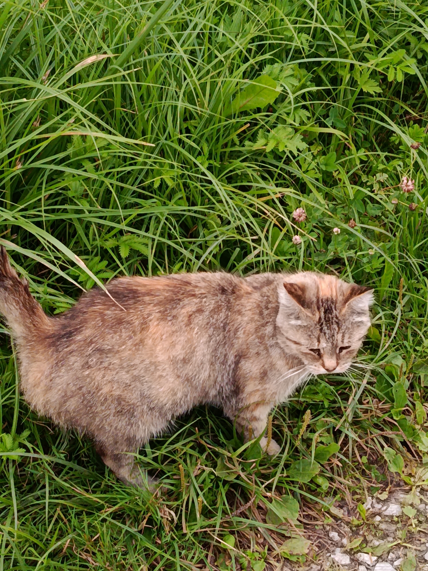 A dilute tortoiseshell domestic cat stands in tall green grass near a gravelly path in the city of Vereya, Russia. The cat is facing to the right, with its head slightly lowered and eyes partially closed. Its fur displays a mottled pattern of tan, brown, and grey. The background is dominated by lush green grass and some small clover-like plants with pinkish blossoms. A section of a light-colored gravel path is visible in the lower right corner of the image.