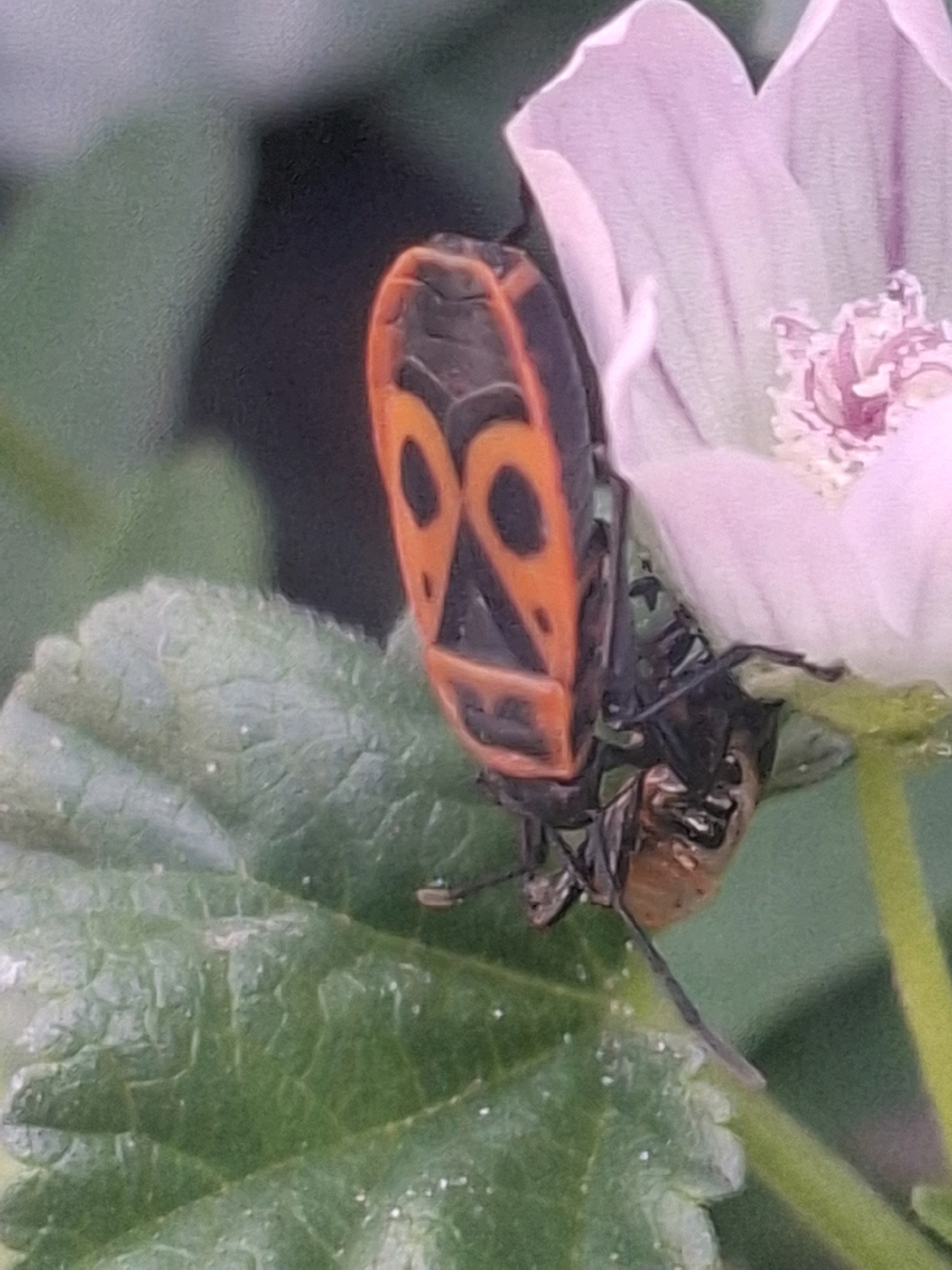 A close-up, eye-level shot shows a colorful insect, likely a European firebug (Pyrrhocoris apterus), on a pink flower petal and a green leaf. The insect's body is predominantly black and orange, with a distinctive pattern on its back resembling a face with two circles for eyes. Its legs and antennae are black and thin. The pink flower petal is soft and delicate, with visible veins and a lighter pink stamen. The green leaf is textured with prominent veins. The background is softly blurred, with areas of dark shadow and lighter green foliage. There are no people present, and the scene is outdoors. The image does not provide any information that would allow for its specific location within the city of Almaty, Kazakhstan.