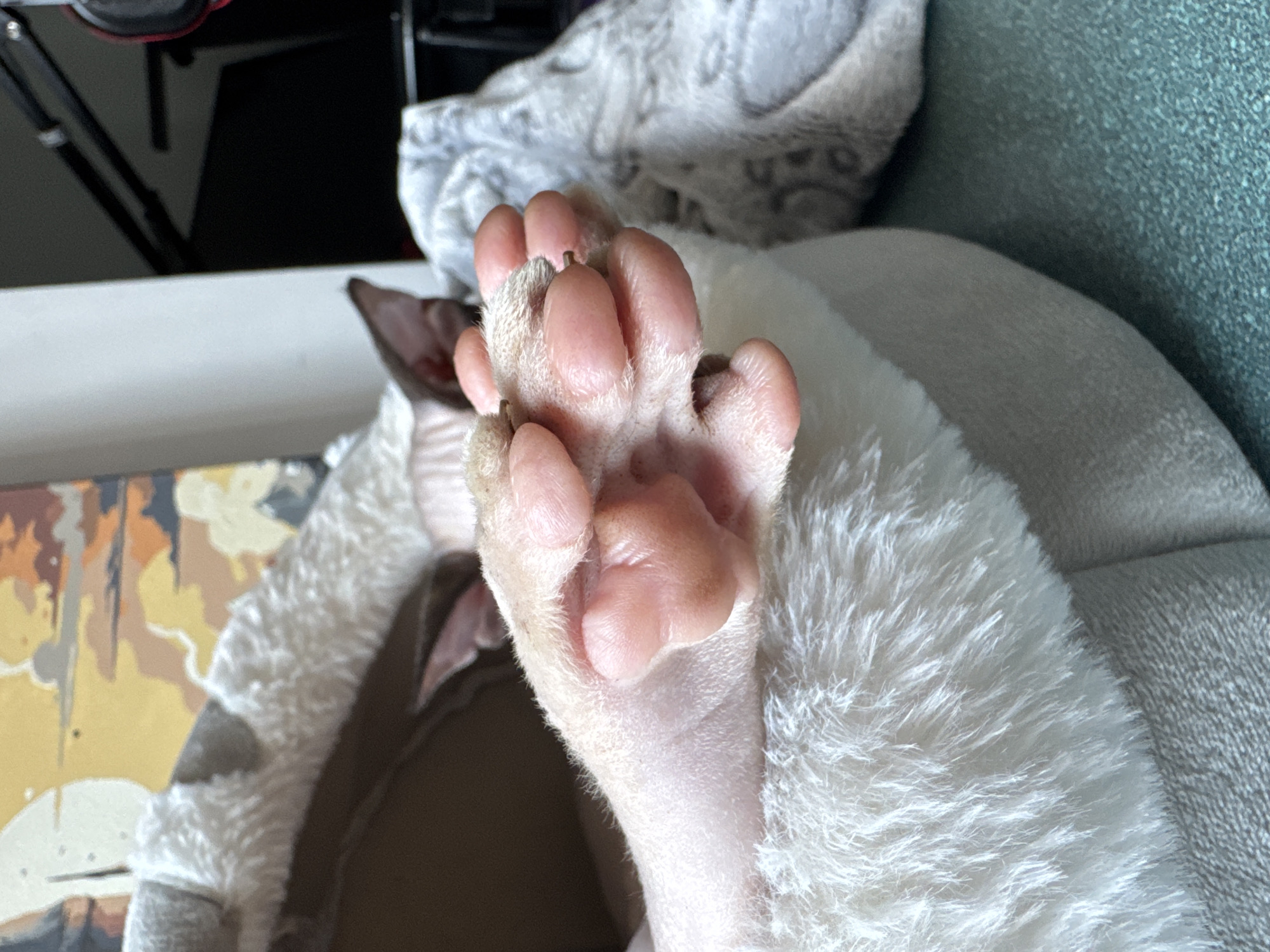 A close-up shot focuses on the paw of a light-skinned cat, with prominent pink paw pads, resting on a plush, white pet bed. The cat's fur appears very short, characteristic of a Sphynx breed. In the background, a portion of a painting with warm, abstract colors is visible, along with parts of a dark, possibly electronic, device and a black microphone stand. The setting appears to be indoors, likely a home environment. The image is sharp and well-lit, highlighting the texture of the fur and paw pads.