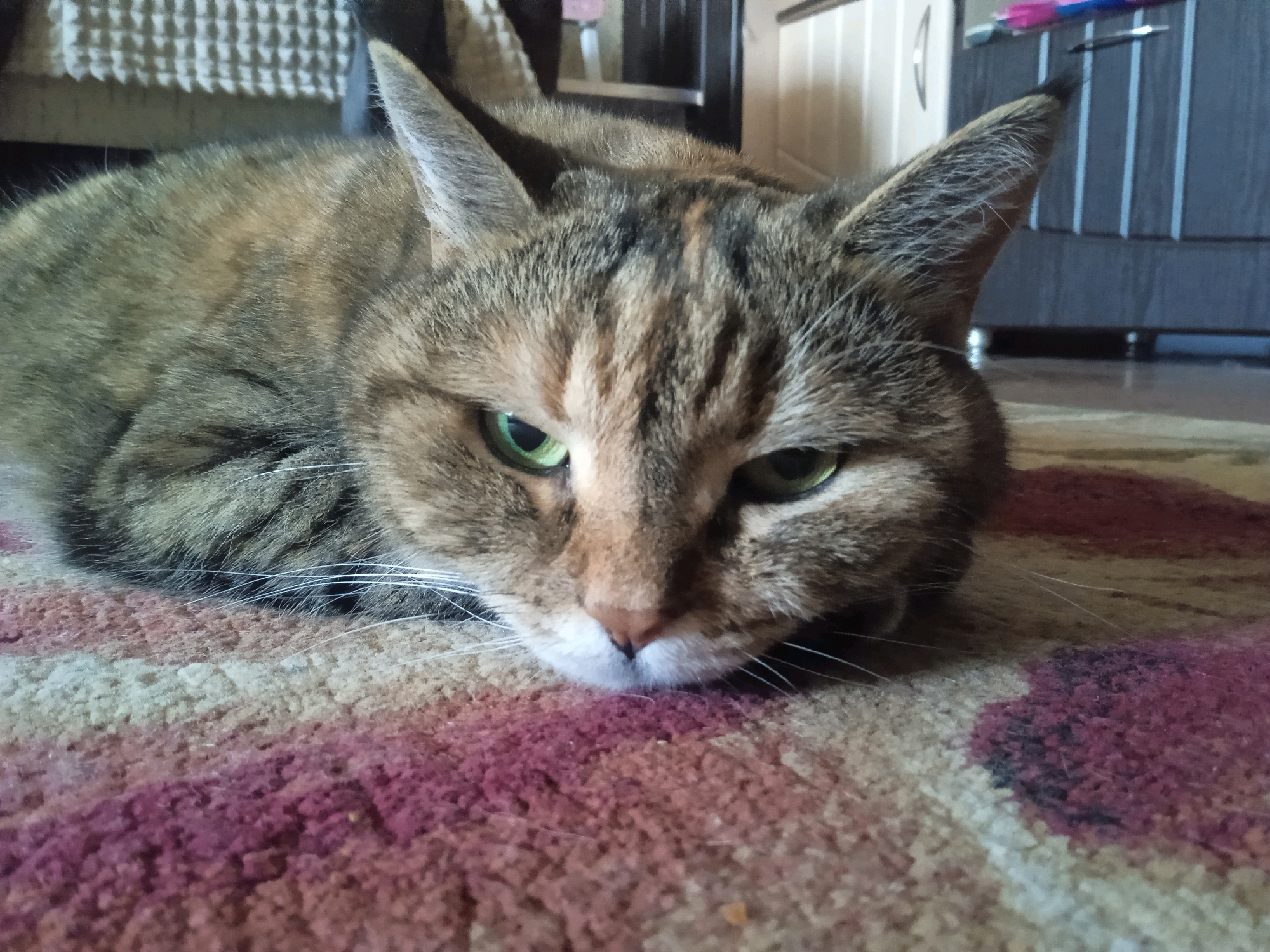 A tabby cat with green eyes is lying on a carpet with pink and beige patterns. The cat's face is close to the ground, and its eyes are partially closed. In the background, there is furniture, including a cabinet and a shelf with some objects. The lighting suggests it is indoors. The specific location in Lida, Belarus, cannot be determined from the image alone.