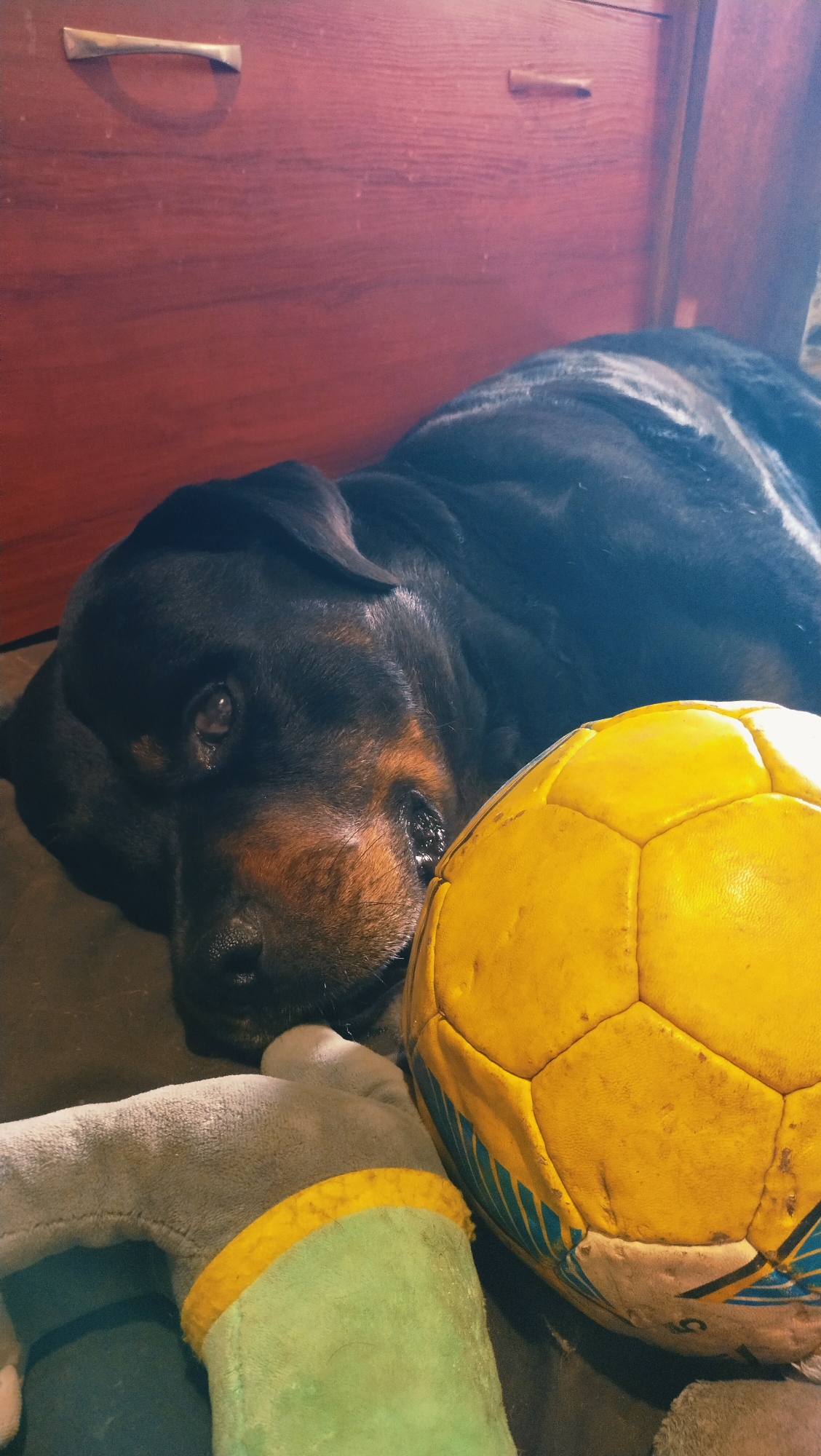 A Rottweiler dog is lying down next to a yellow soccer ball and a stuffed toy. The dog is black and brown with a large head and sad eyes. The soccer ball is yellow and has blue stripes. The stuffed toy is gray and green. The background is a wooden cabinet with two handles. The scene appears to be indoors, possibly in a home in Horishni Plavni, Ukraine.