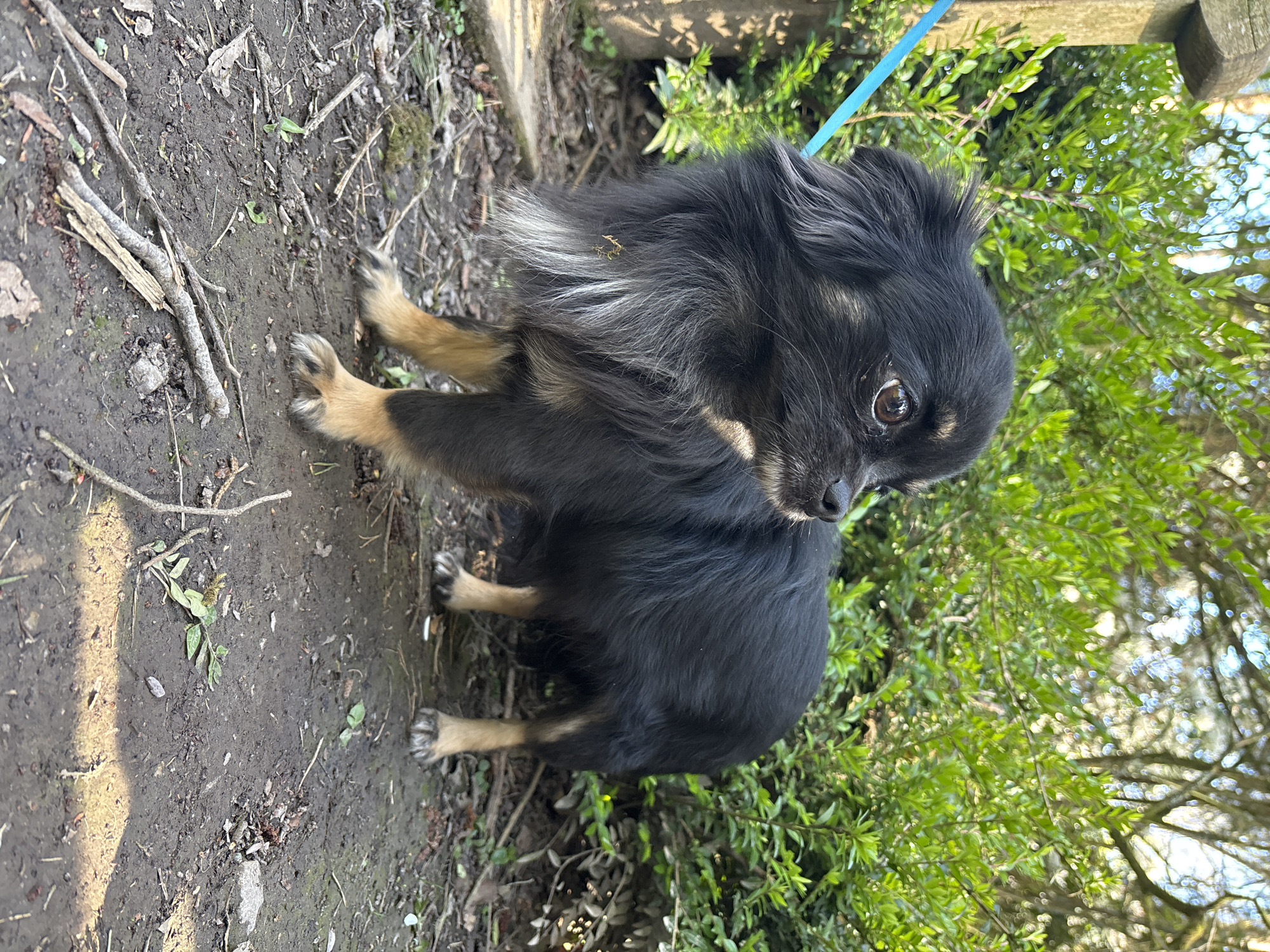 A long-haired Chihuahua dog stands on dirt and is leashed with a blue leash. The dog is mostly black with some brown coloration around its legs. To the left of the dog is dirt, sticks, and leaves. To the right of the dog is green foliage. The location is likely outdoors but the city location is not discernible from the image.