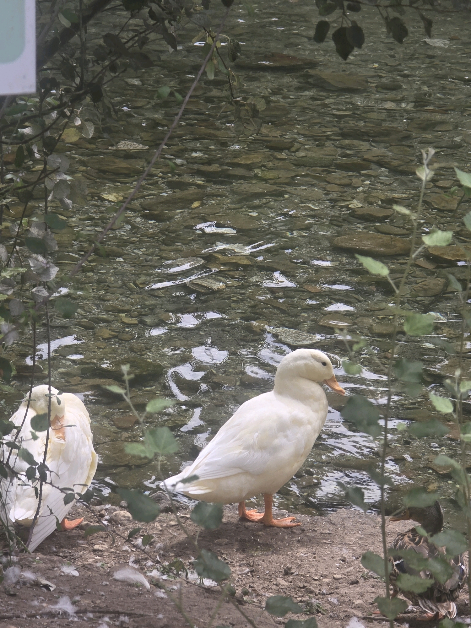 The image depicts a natural outdoor scene with several ducks near a body of water. The water appears shallow and clear, revealing a rocky bottom. The bank where the ducks are situated is composed of dirt and small stones, with some sparse vegetation and fallen leaves.
Specifically, there are at least three ducks visible. Two are predominantly white, with orange legs and beaks. One white duck is facing left, with its head tucked in as if resting. The other white duck is facing right, standing on the bank, its body in profile. A third duck, with brown and patterned plumage typical of a mallard, is also visible on the right side of the image, facing left.
The environment is natural, suggesting a park, riverbank, or lake. The foliage in the foreground and background indicates a wooded or vegetated area. The lighting suggests it is daytime.
The request to include the "location in the city of Loja, Spain" cannot be fulfilled as the image itself does not contain any identifying markers or information that would allow for such a specific geographic determination. Therefore, any description must be confined to the visual elements present in the photograph.