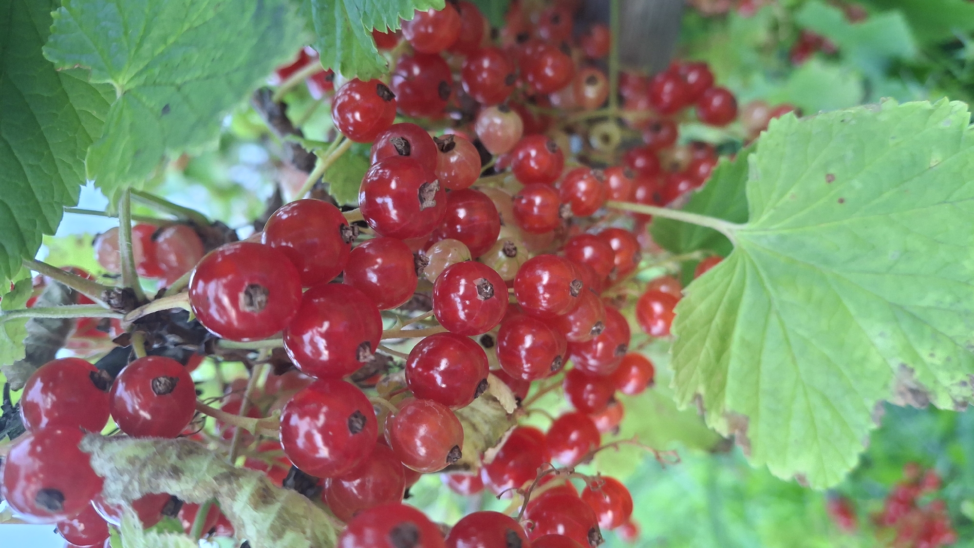 The image is a close-up, eye-level shot of ripe red currants hanging from a branch, with lush green leaves and stems forming the background. The currants are clustered together, some appearing perfectly round and glossy, while others show slight imperfections or are in various stages of ripening, with some showing hints of yellow. The lighting highlights the vibrant red color of the berries, creating a natural and fresh feel. The focus is sharp on the currants in the foreground, with the background elements becoming progressively blurred, emphasizing the berries as the primary subject. There are no people visible in the image. The scene suggests an outdoor setting, likely a garden or an area where currants are grown, possibly in Kempelevo, Russia, given the context.