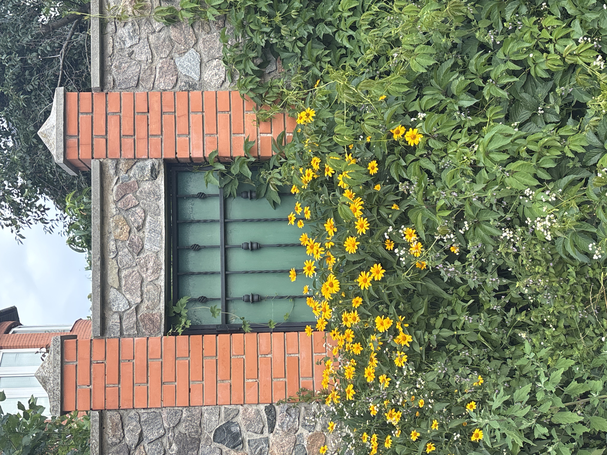 The image shows a stone and brick fence with a window featuring a metal grate. In front of the fence, there is a dense growth of various plants, including yellow flowers and small white flowers. The scene appears to be in an outdoor setting, likely a garden or yard, in Bila Tserkva, Ukraine. The weather appears overcast, contributing to a subdued lighting.