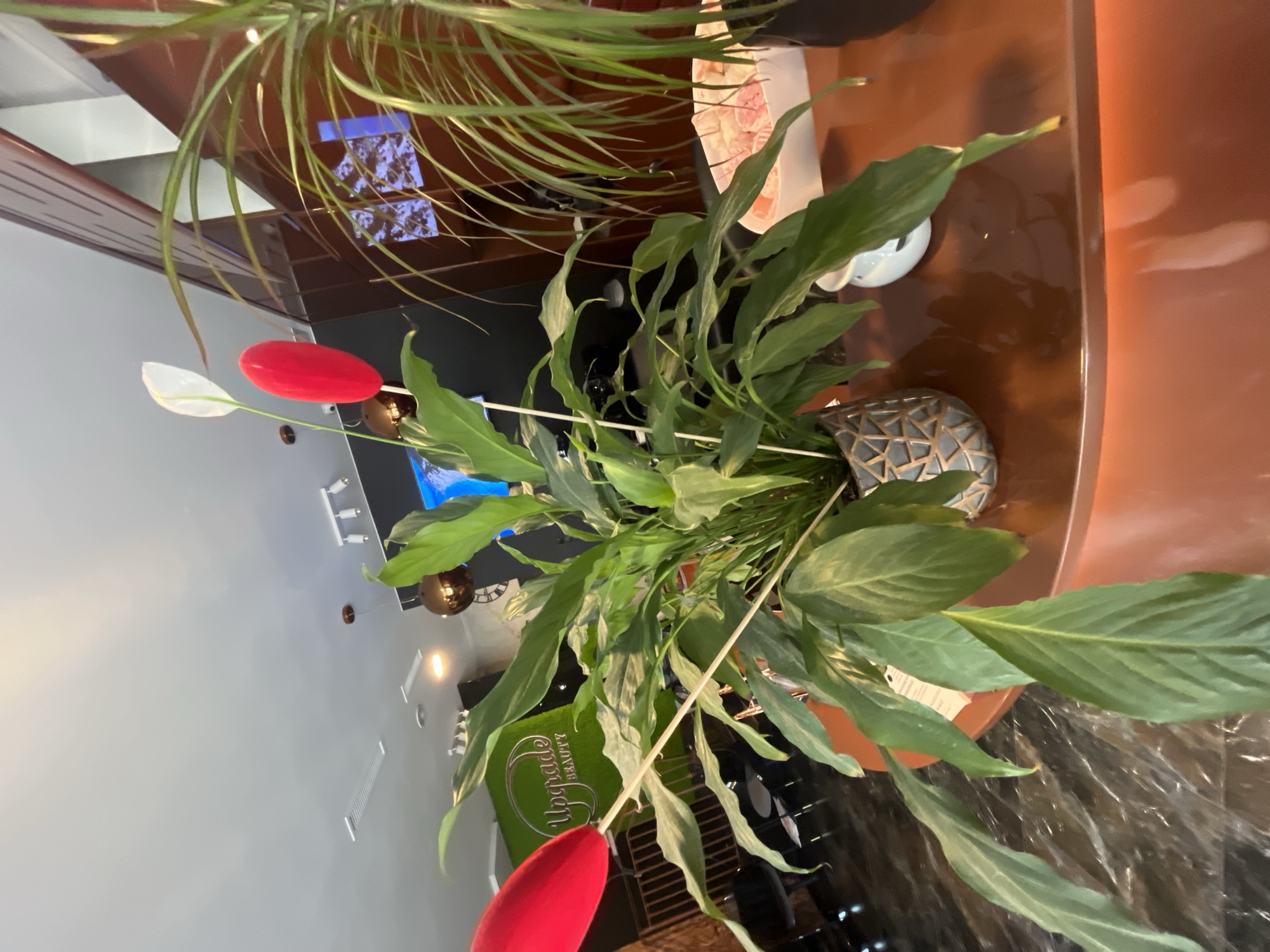 The image shows a close-up of a Peace Lily plant with red and white artificial flowers in a decorative pot. The plant is placed on a shiny, copper-colored surface, possibly a reception desk or counter, in what appears to be an indoor commercial establishment. In the background, a green wall with the words "Upgrade Beauty" is visible, suggesting the location is a beauty salon or spa. There are also other plants and decorative elements in the background, including some pink and white confectionery items in a white bowl. The lighting suggests an indoor environment, possibly a reception area or waiting room. The image does not provide specific details that would allow for precise identification of its location in Białystok, Poland, beyond it being a commercial establishment.