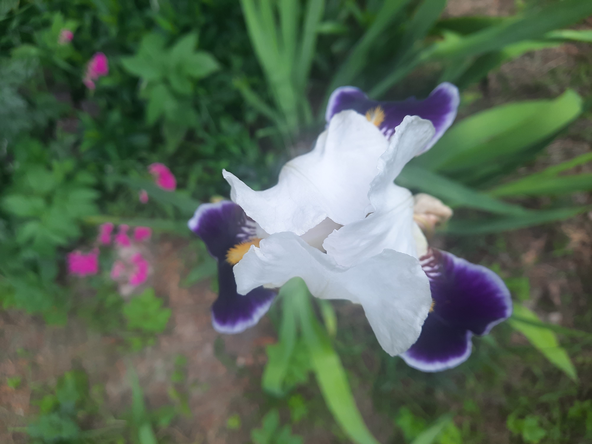 This is a close-up, vertical, outdoor, eye-level, slightly top-down photograph of a single iris flower in a garden. The iris has white petals with deep purple edges and yellow accents at its center. The flower is the primary subject, positioned in the lower half of the frame and angled towards the upper right. Surrounding the iris are blurred green leaves and foliage. In the upper left quadrant of the image, out of focus, are small pink flowers and brown soil. The overall impression is one of a natural, cultivated garden setting. There are no people visible in the image. The location is described as being in the city of Parėčča, Belarus, though there are no specific visual cues within the image to confirm this geographic location.