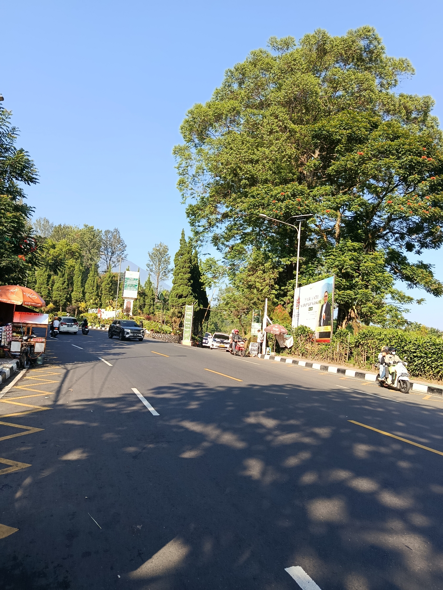 This is a vertical, eye-level shot of a road in Cisarua, Indonesia, on a bright, sunny day. The road itself is asphalt and has yellow and white lane markings. On the left side of the road, there is a food cart with an orange umbrella, selling "Sutoniez Barso." Next to it, a person on a motorbike is stopped. Further down the road, several cars are driving, and two more people on motorbikes are visible. On the right side of the road, there is a row of green bushes, and a large billboard featuring a man in a suit. Behind the bushes, a very large, leafy tree dominates the upper right portion of the frame. In the distance, a mountain peak is visible against the clear blue sky. The overall impression is of a busy, somewhat commercialized area along a scenic route, possibly a popular tourist destination.